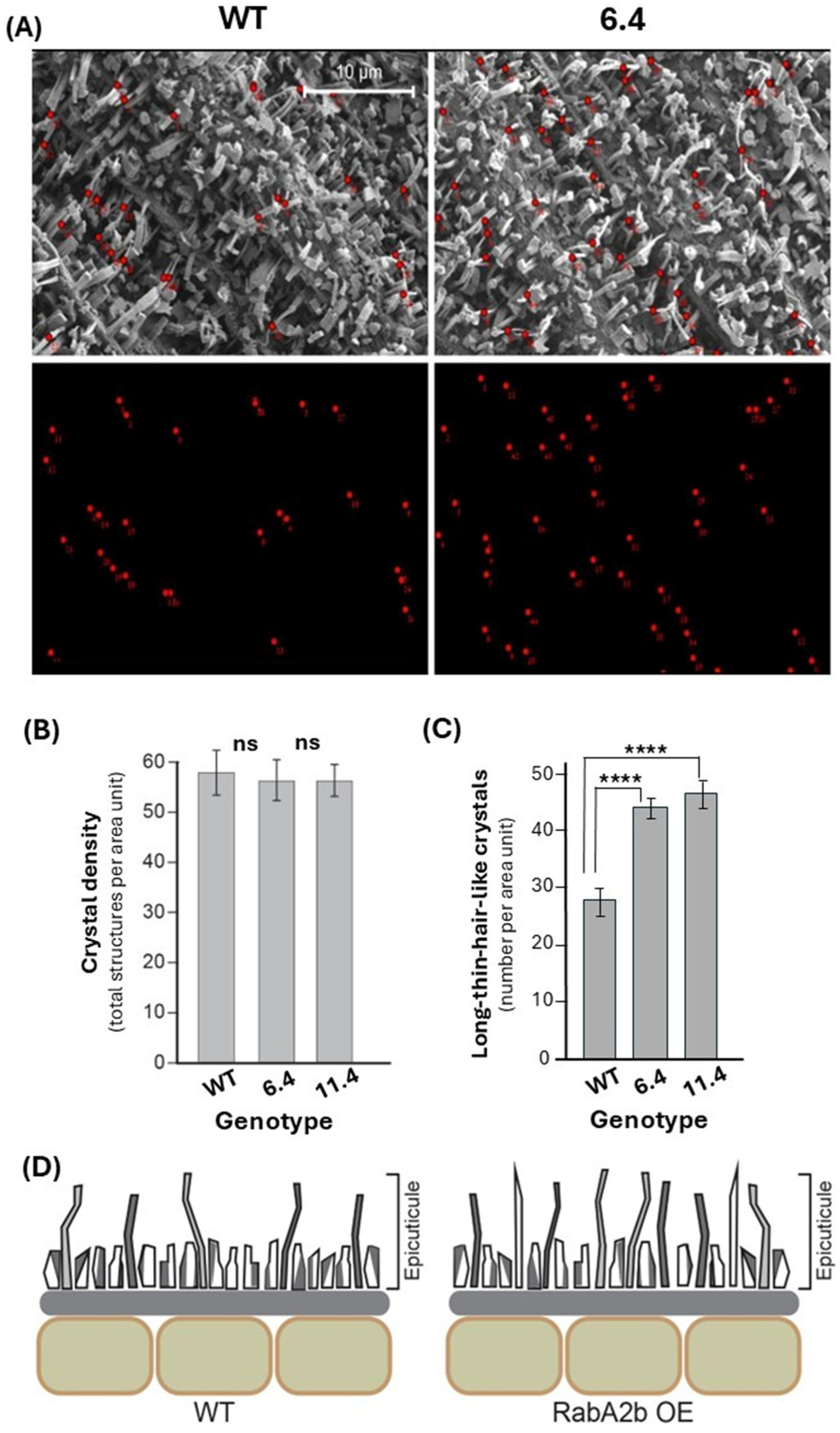Plants 15 00408 g002