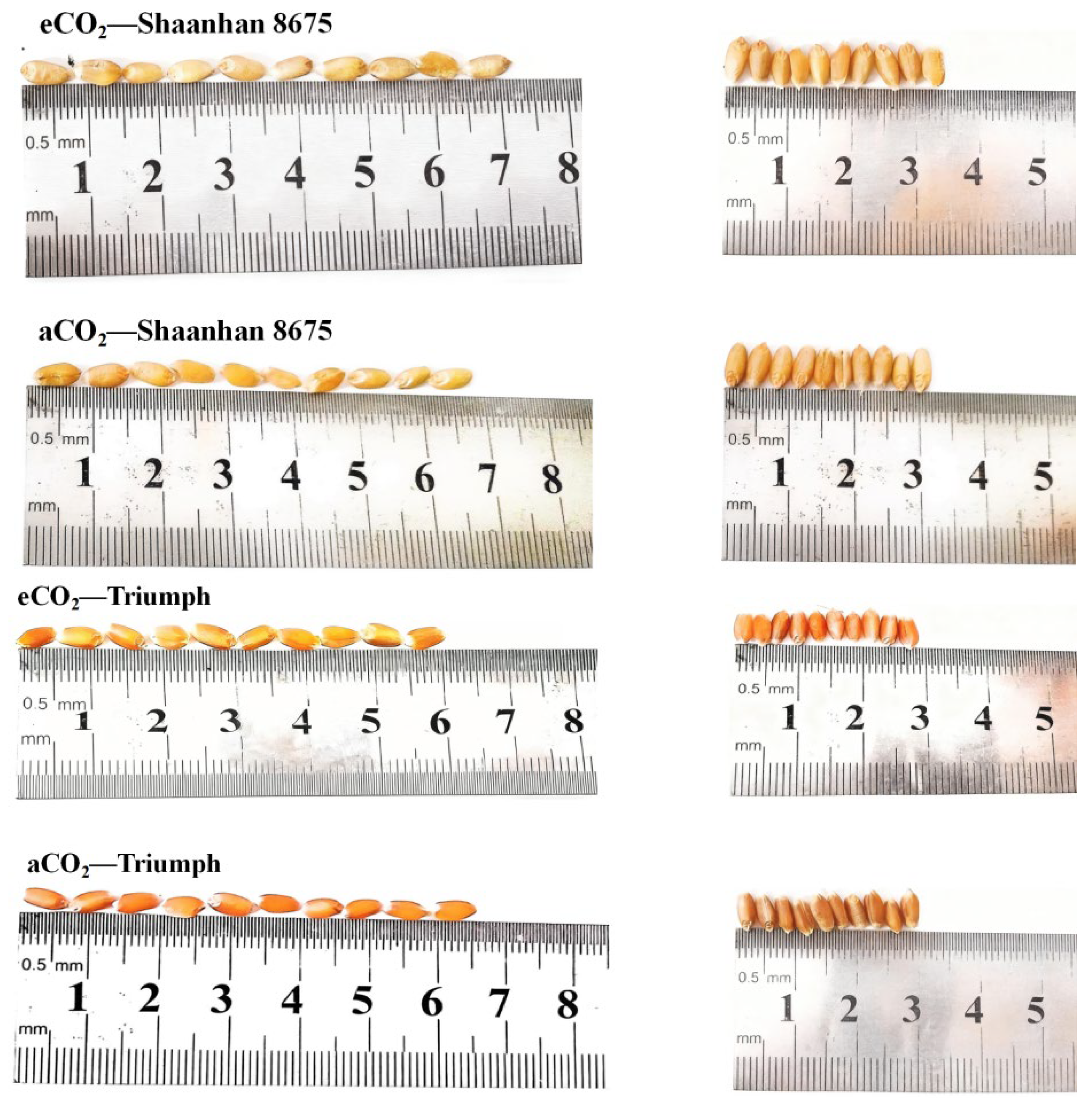 Plants 15 00419 g008 Plants 15 00419 g008