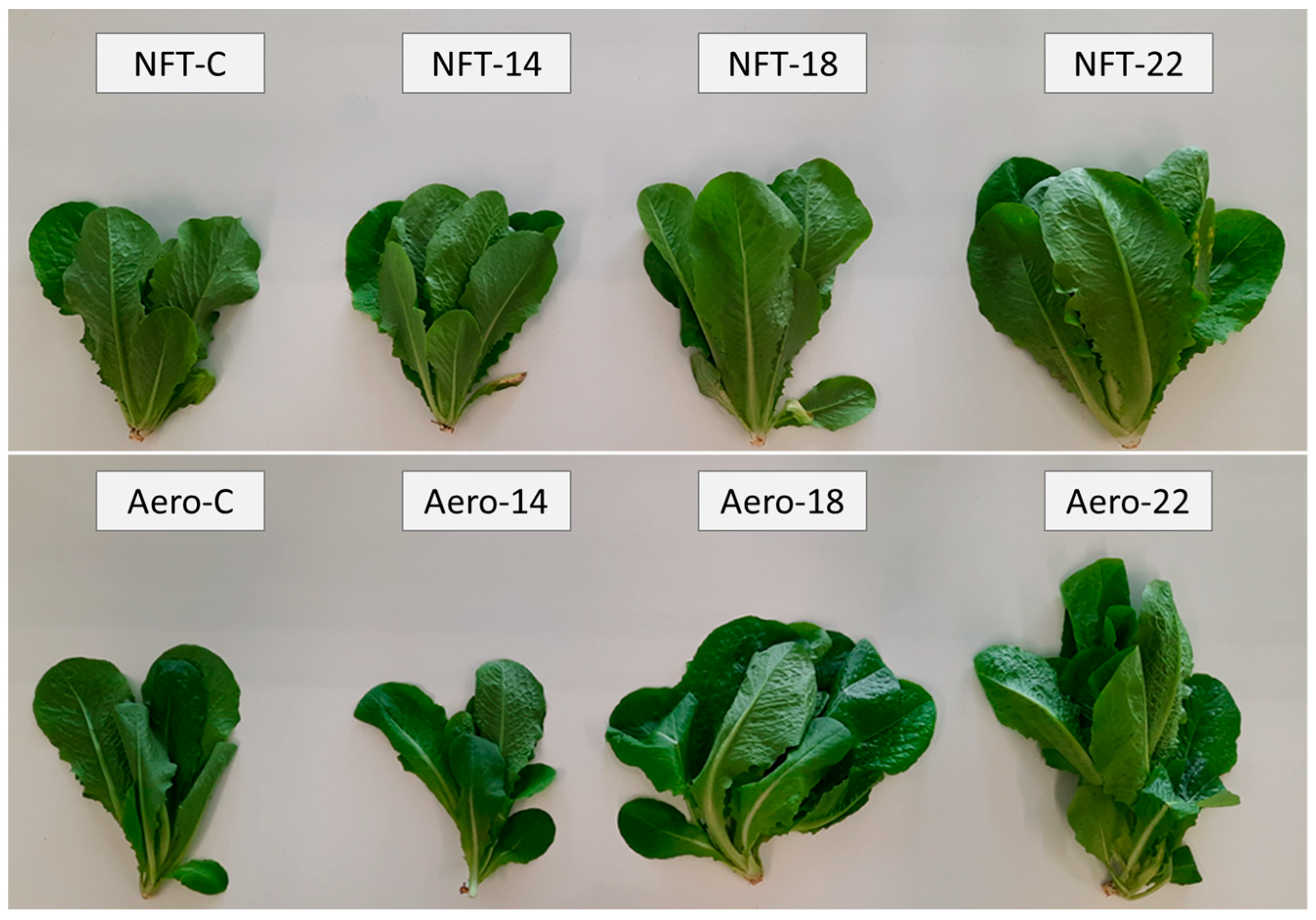 Plants 15 00422 g001 Plants 15 00422 g001