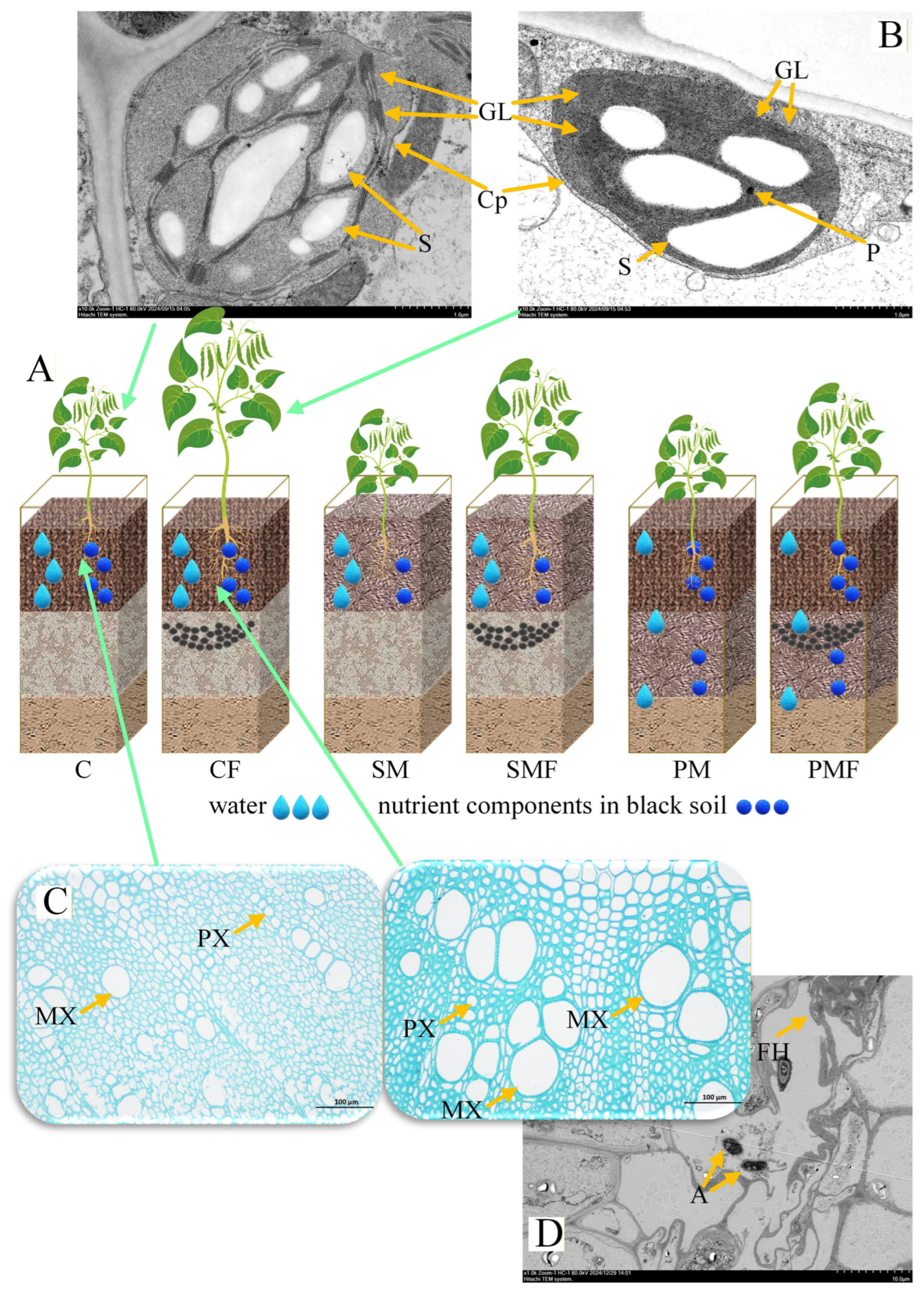 Plants 15 00424 g003 Plants 15 00424 g003