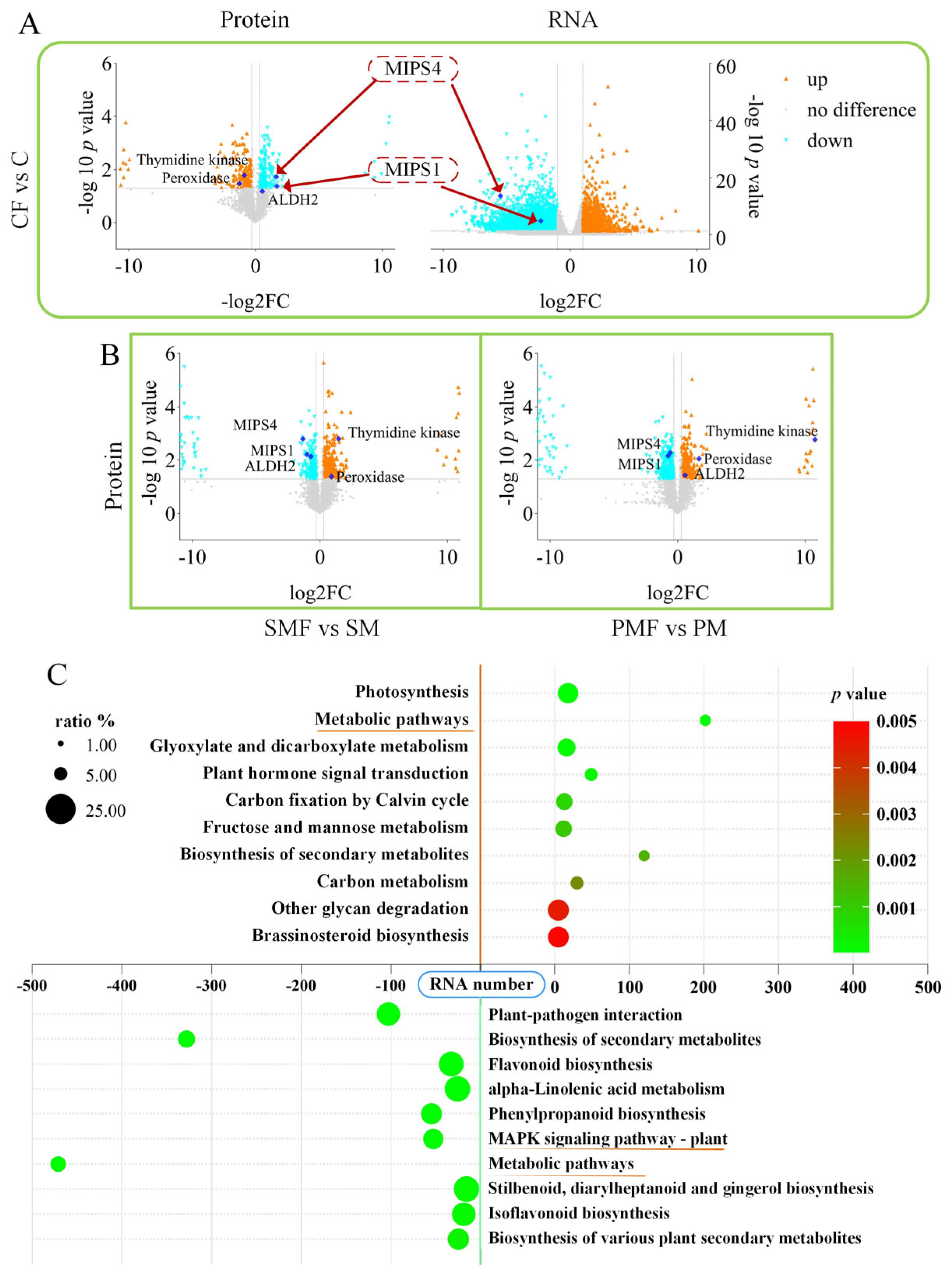 Plants 15 00424 g004 Plants 15 00424 g004
