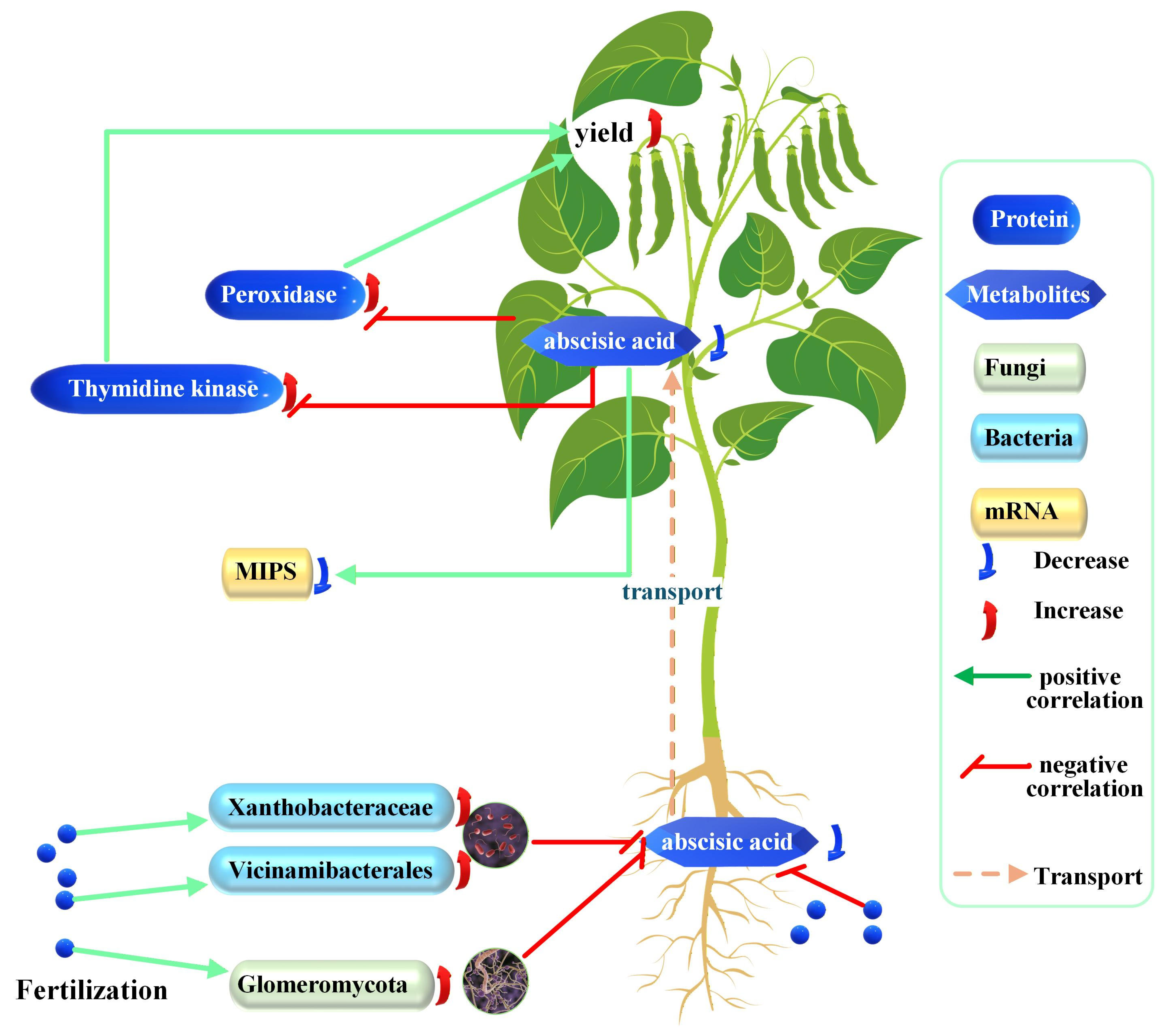 Plants 15 00424 g008 Plants 15 00424 g008