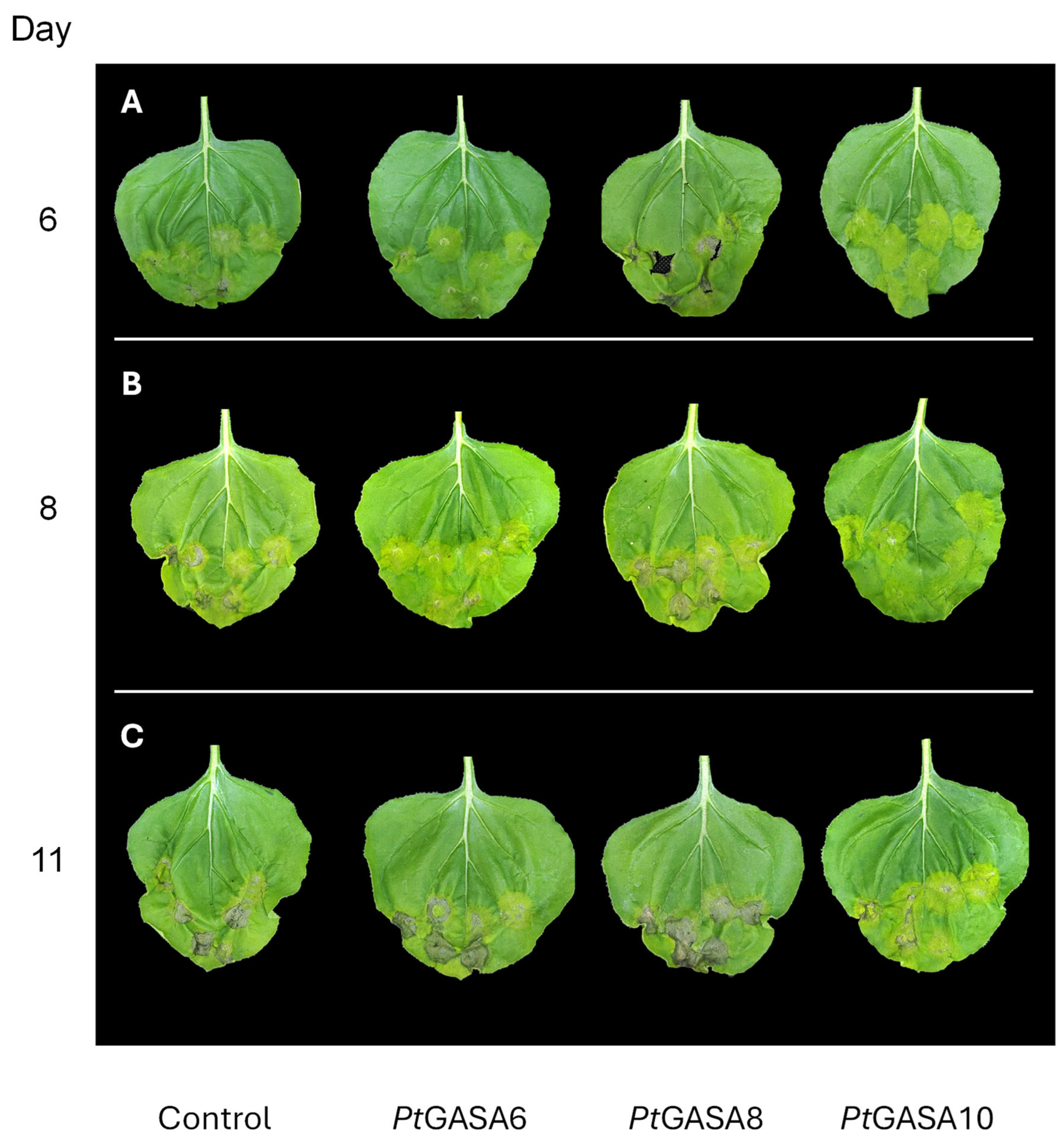 Plants 15 00425 g006 Plants 15 00425 g006
