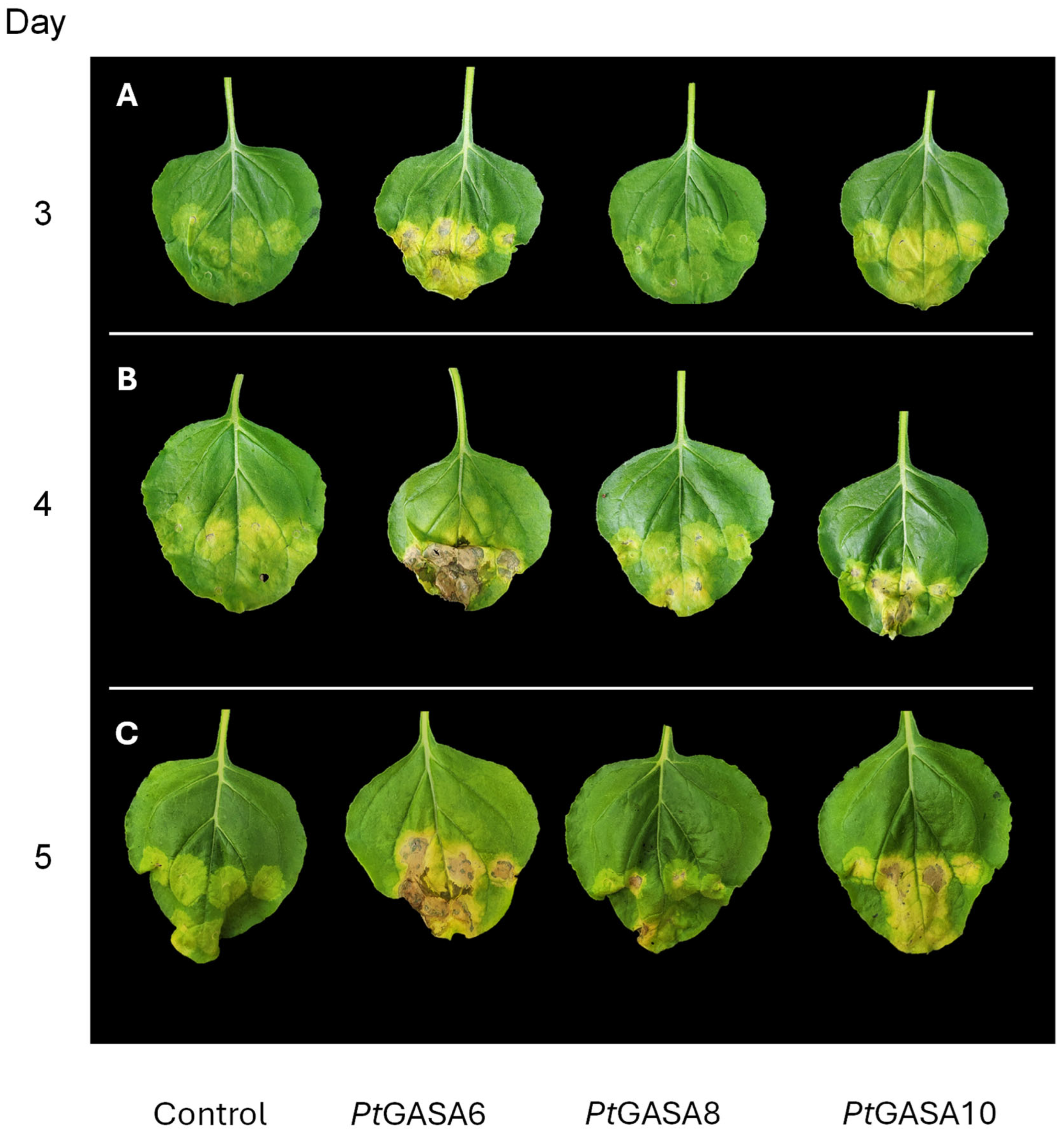 Plants 15 00425 g009 Plants 15 00425 g009