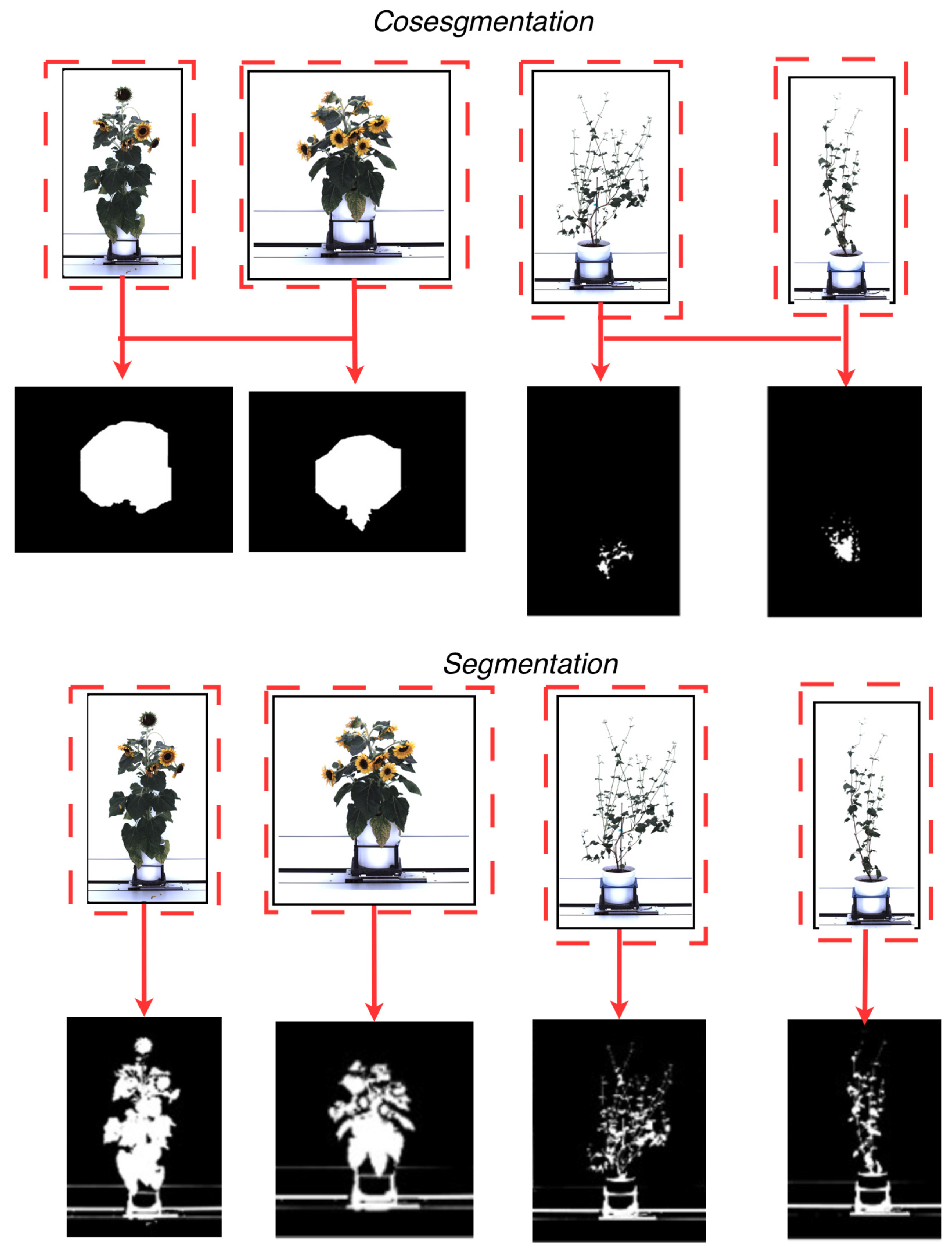 Plants 15 00428 g001 Plants 15 00428 g001