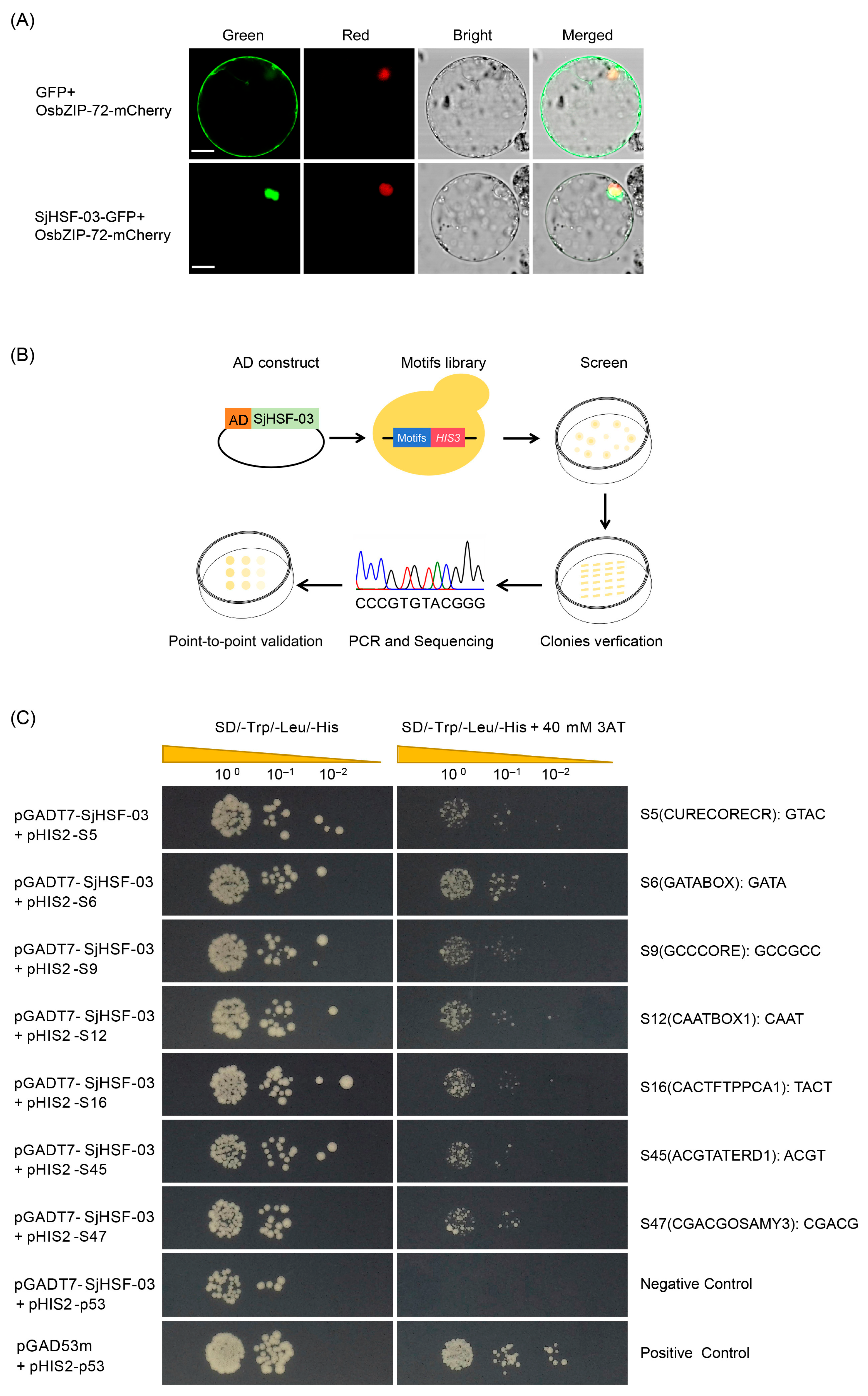 Plants 15 00429 g006 Plants 15 00429 g006