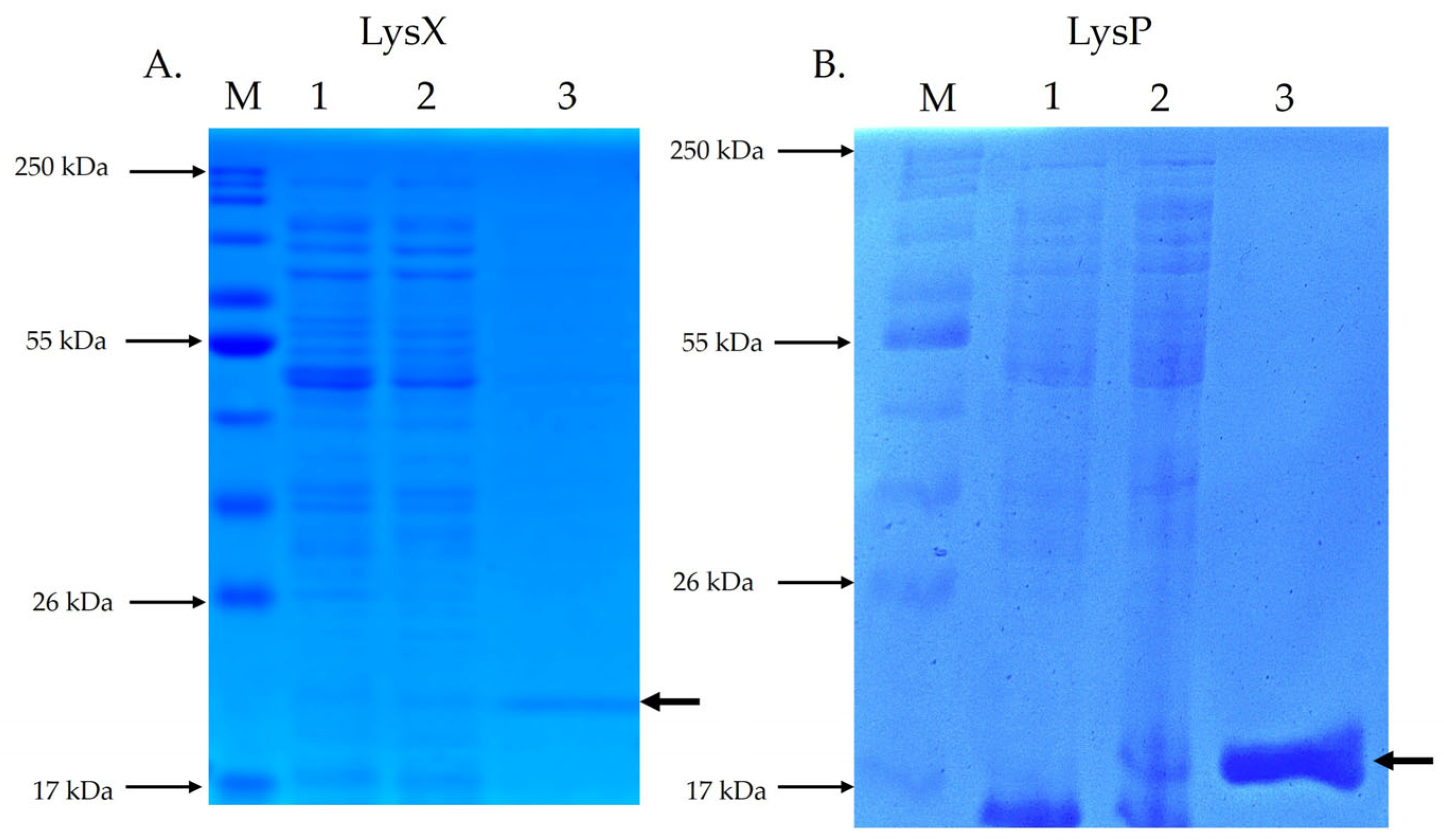 Plants 15 00431 g003 Plants 15 00431 g003