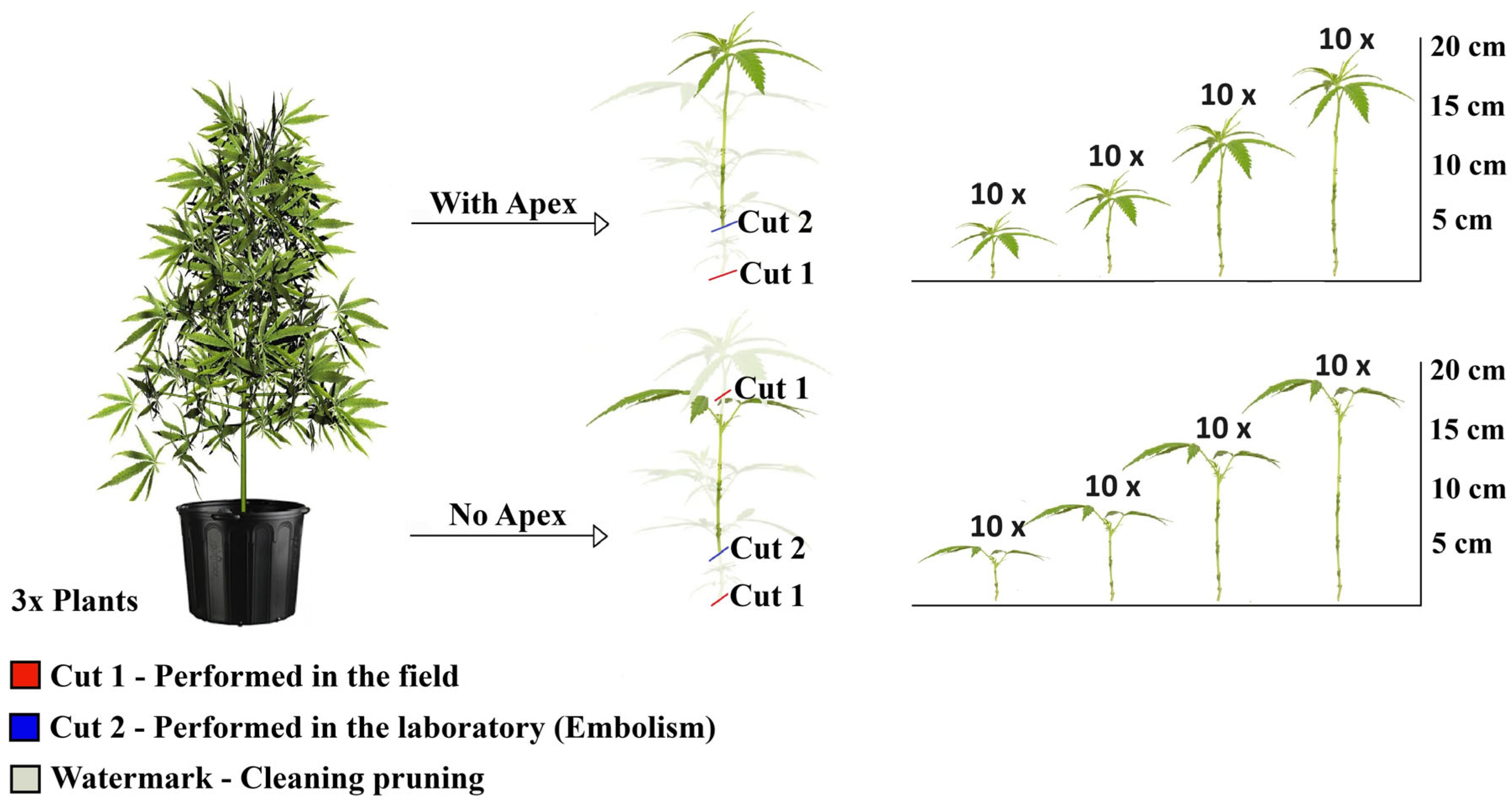 Plants 15 00440 g001 Plants 15 00440 g001
