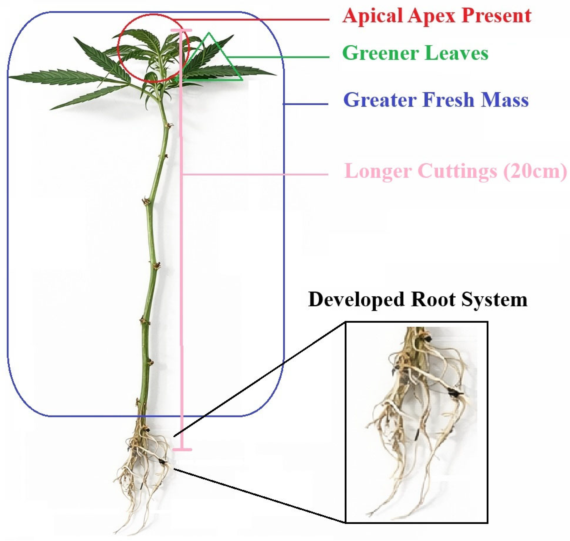 Plants 15 00440 g008 Plants 15 00440 g008