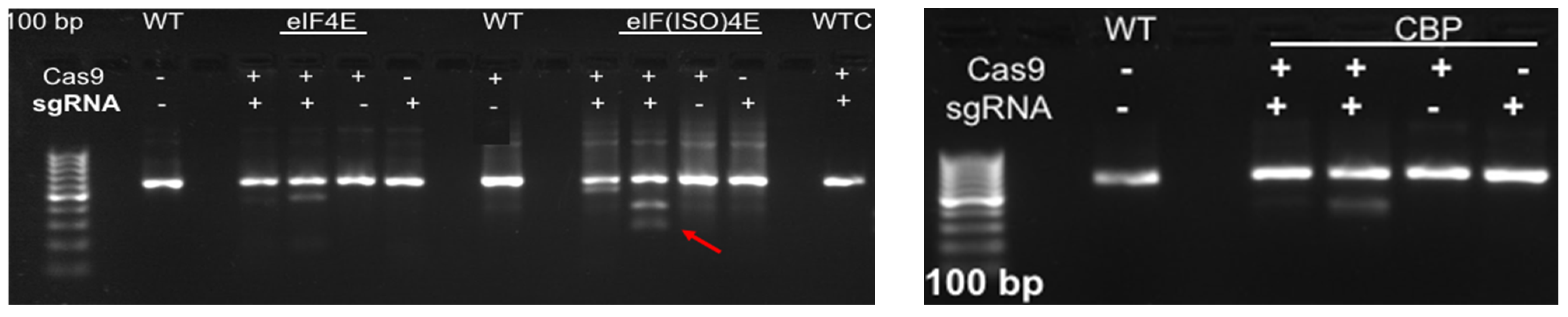 Plants 15 00447 g004