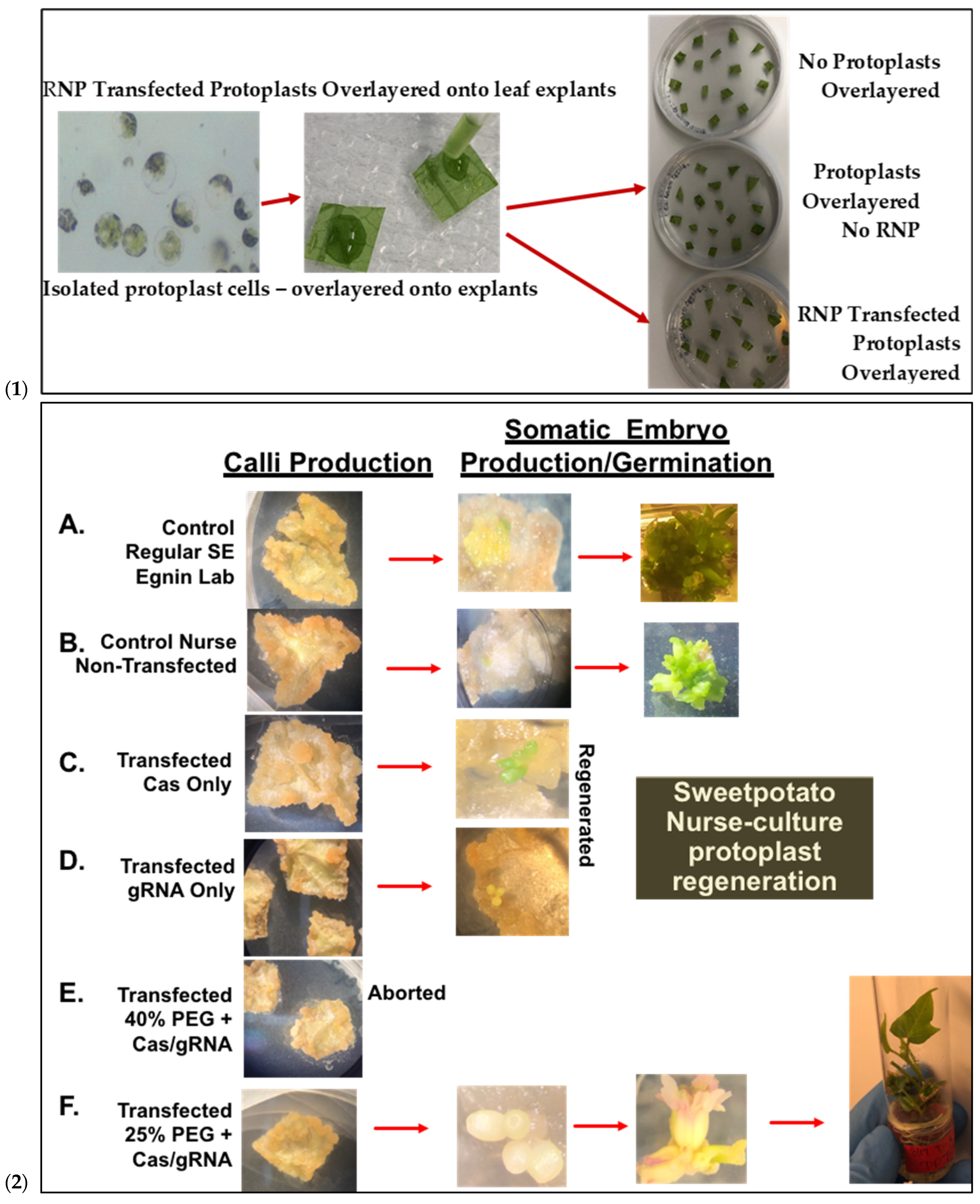 Plants 15 00447 g005