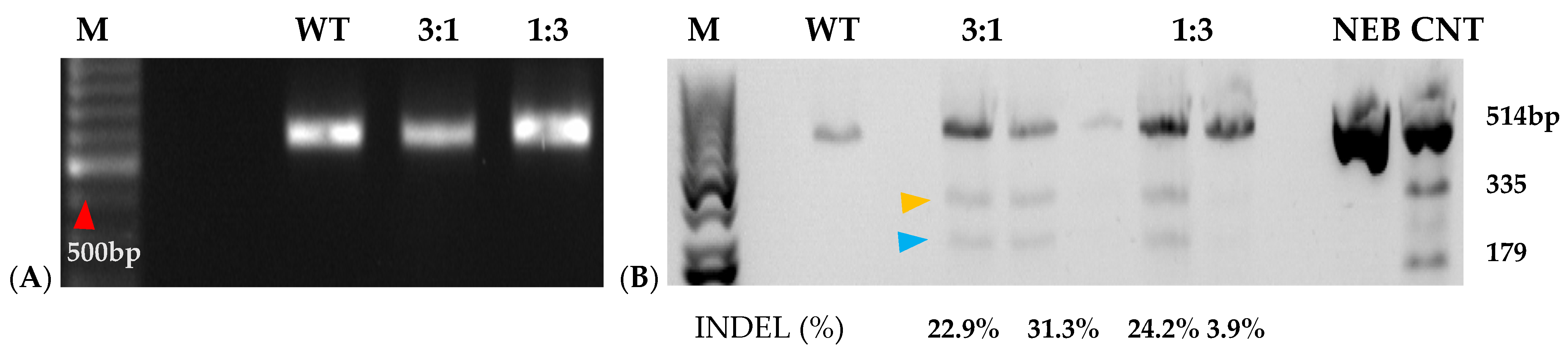 Plants 15 00447 g006