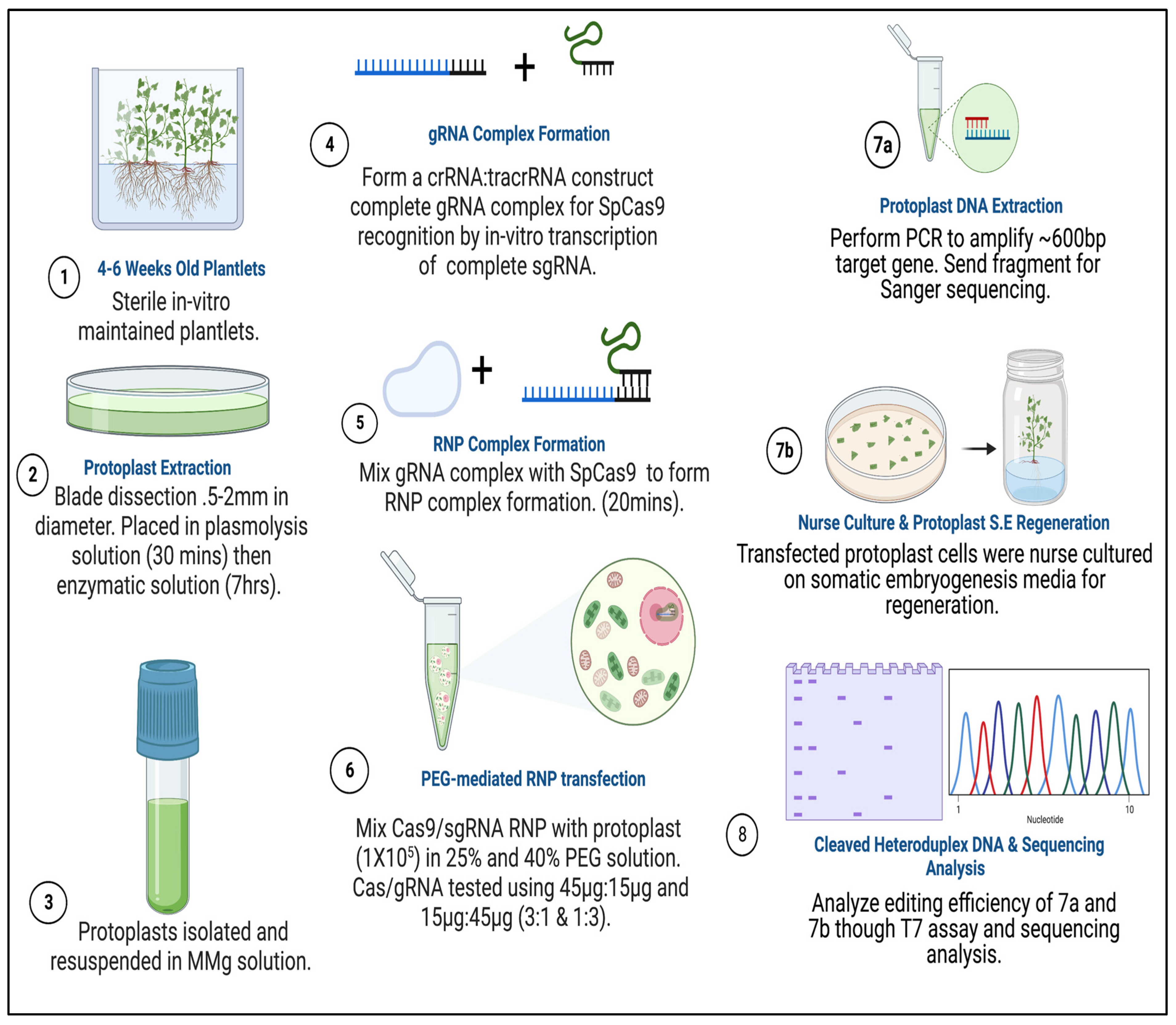 Plants 15 00447 g009