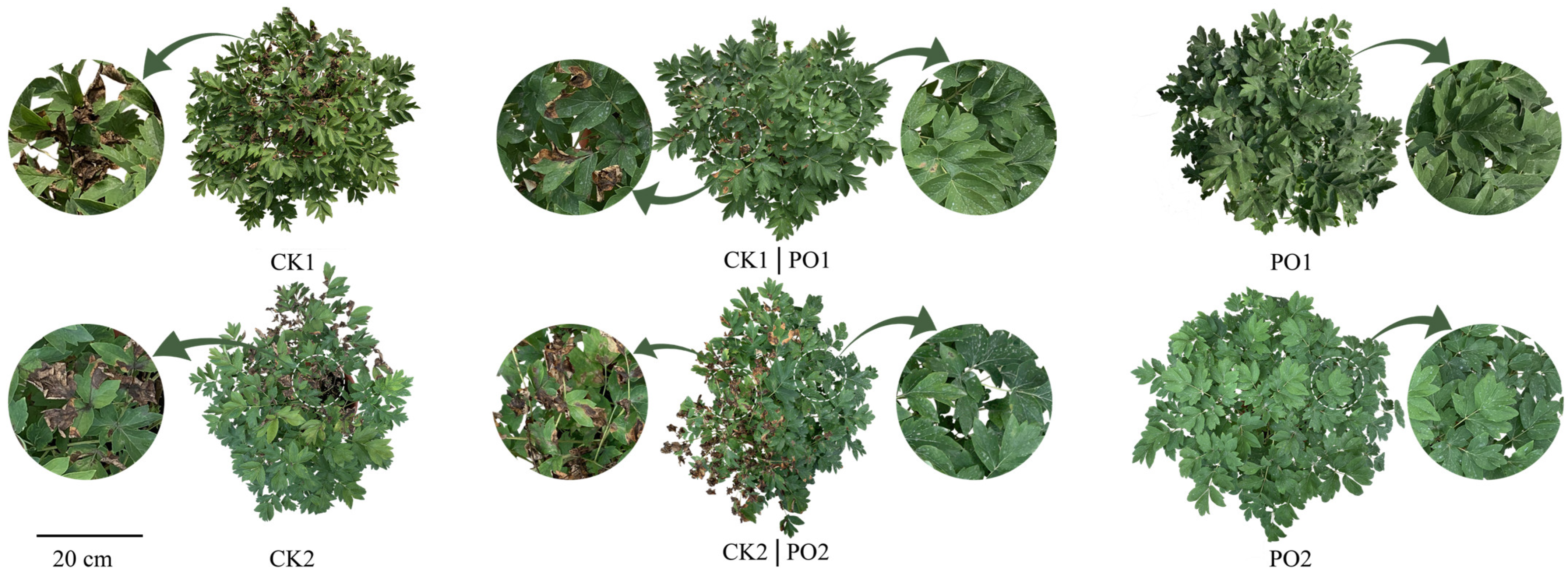 Plants 15 00448 g002