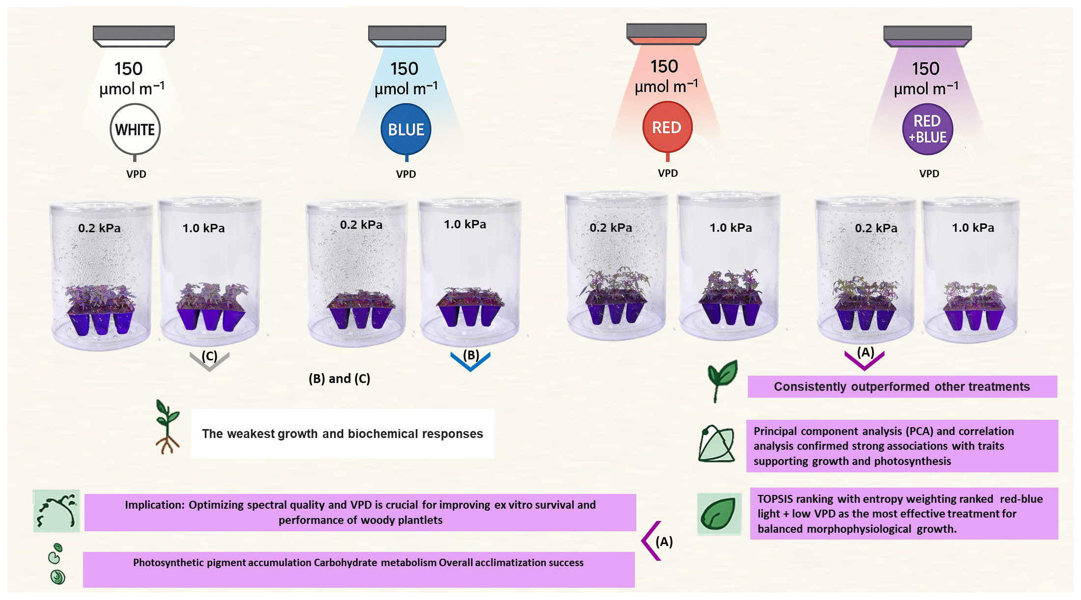 Plants 15 00460 g001 Plants 15 00460 g001