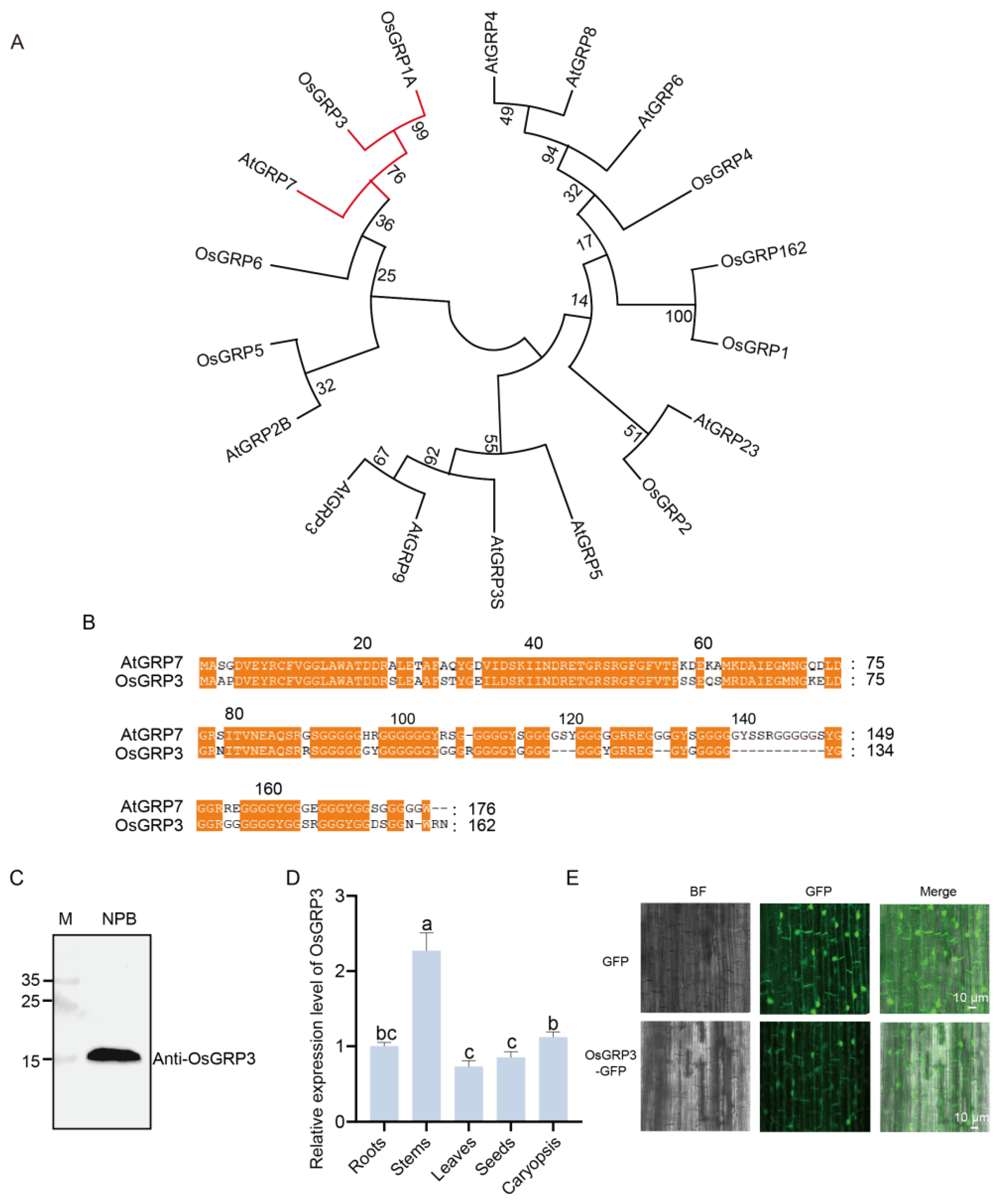 Plants 15 00464 g002 Plants 15 00464 g002