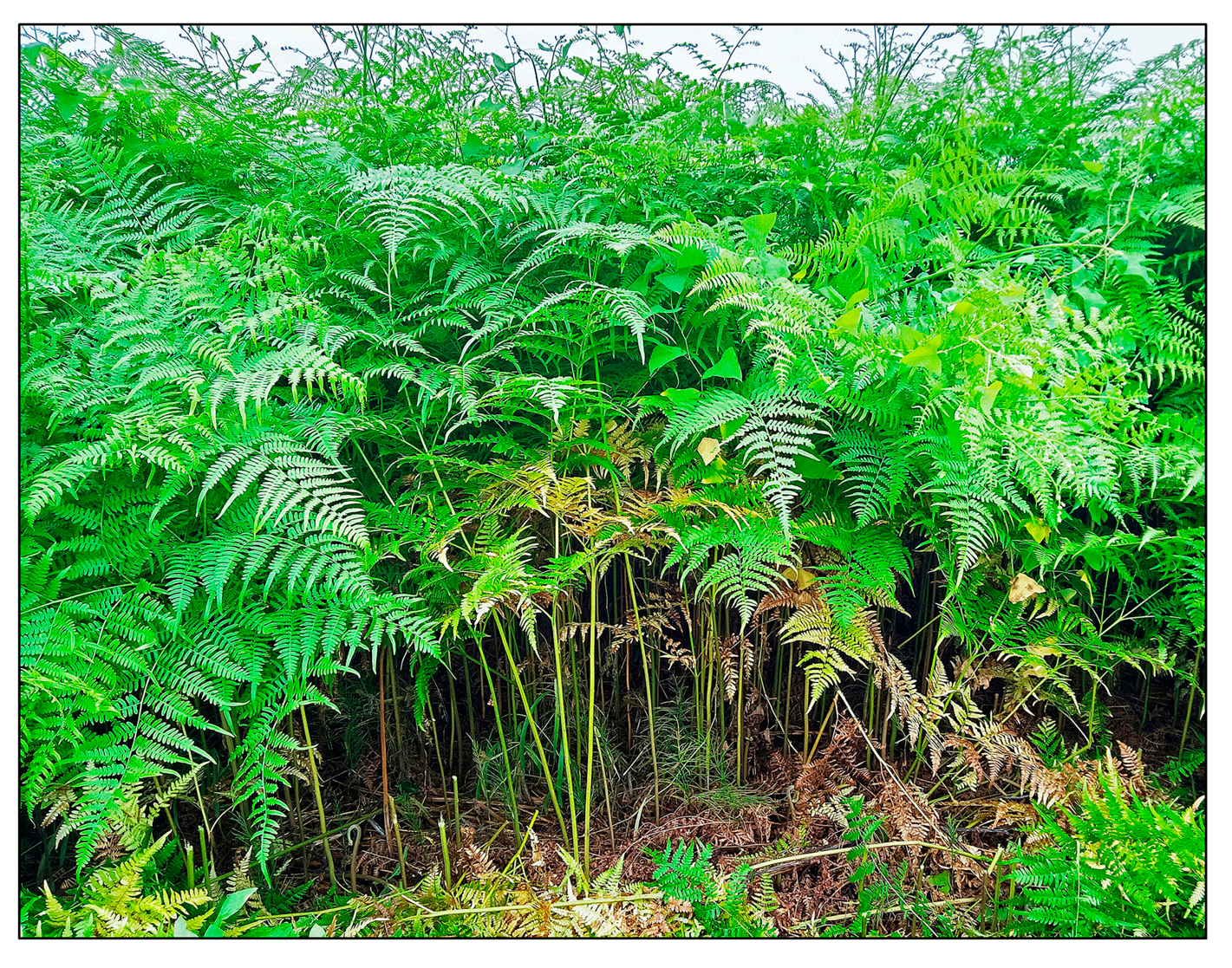 Plants 15 00469 g001