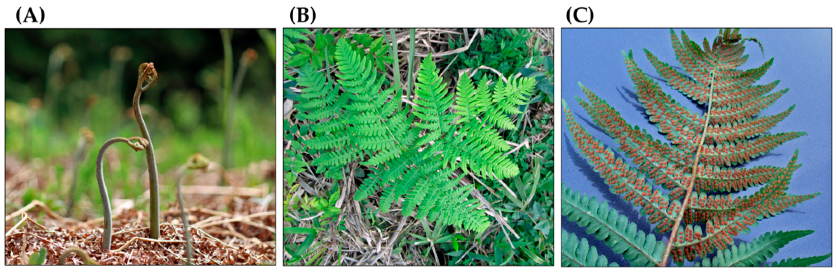 Plants 15 00469 g002