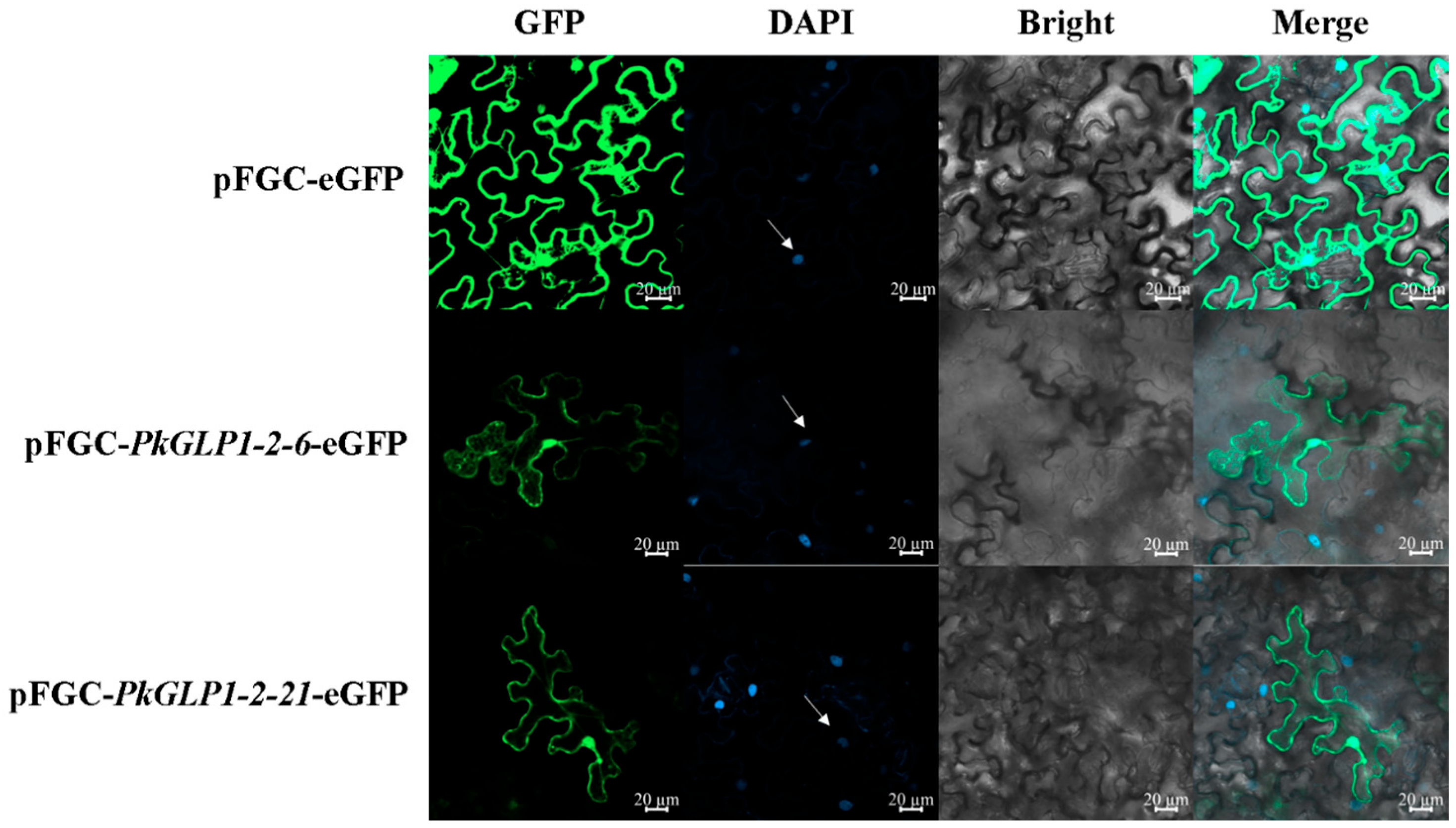 Plants 15 00476 g008