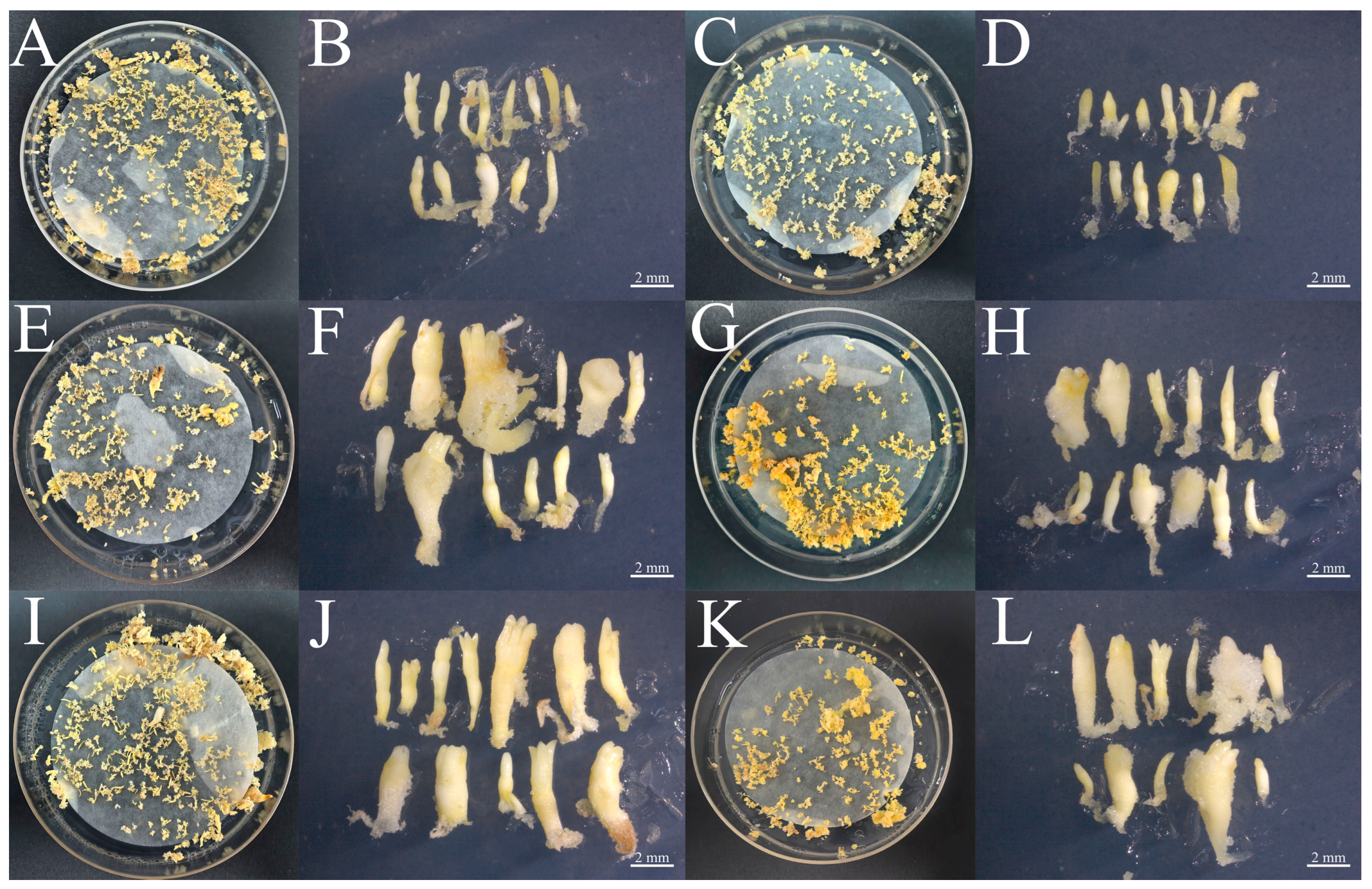 Plants 15 00476 g010