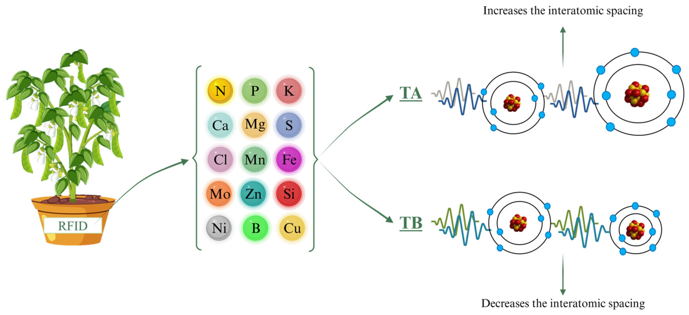 Plants 15 00495 g004