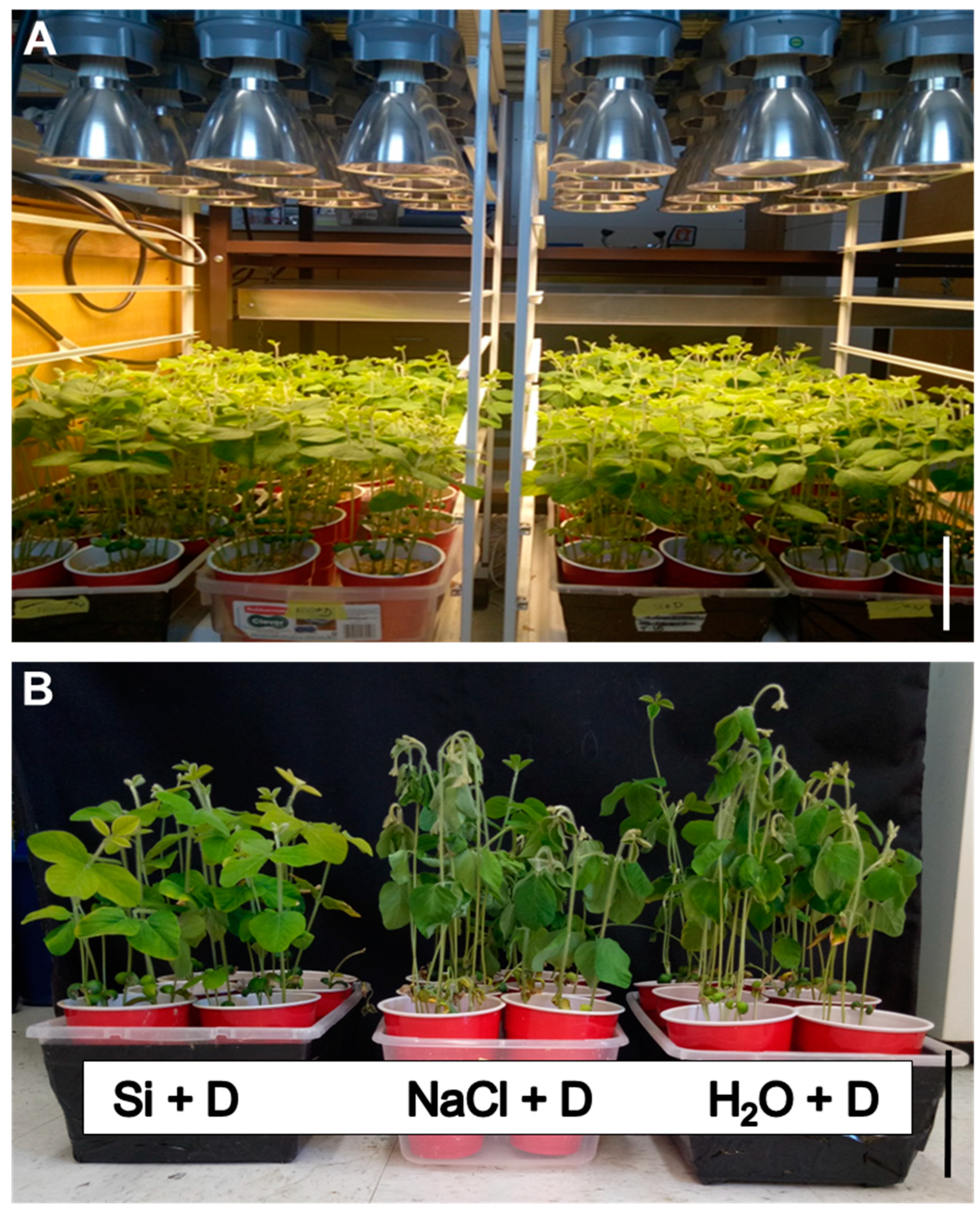 Plants 15 00497 g001