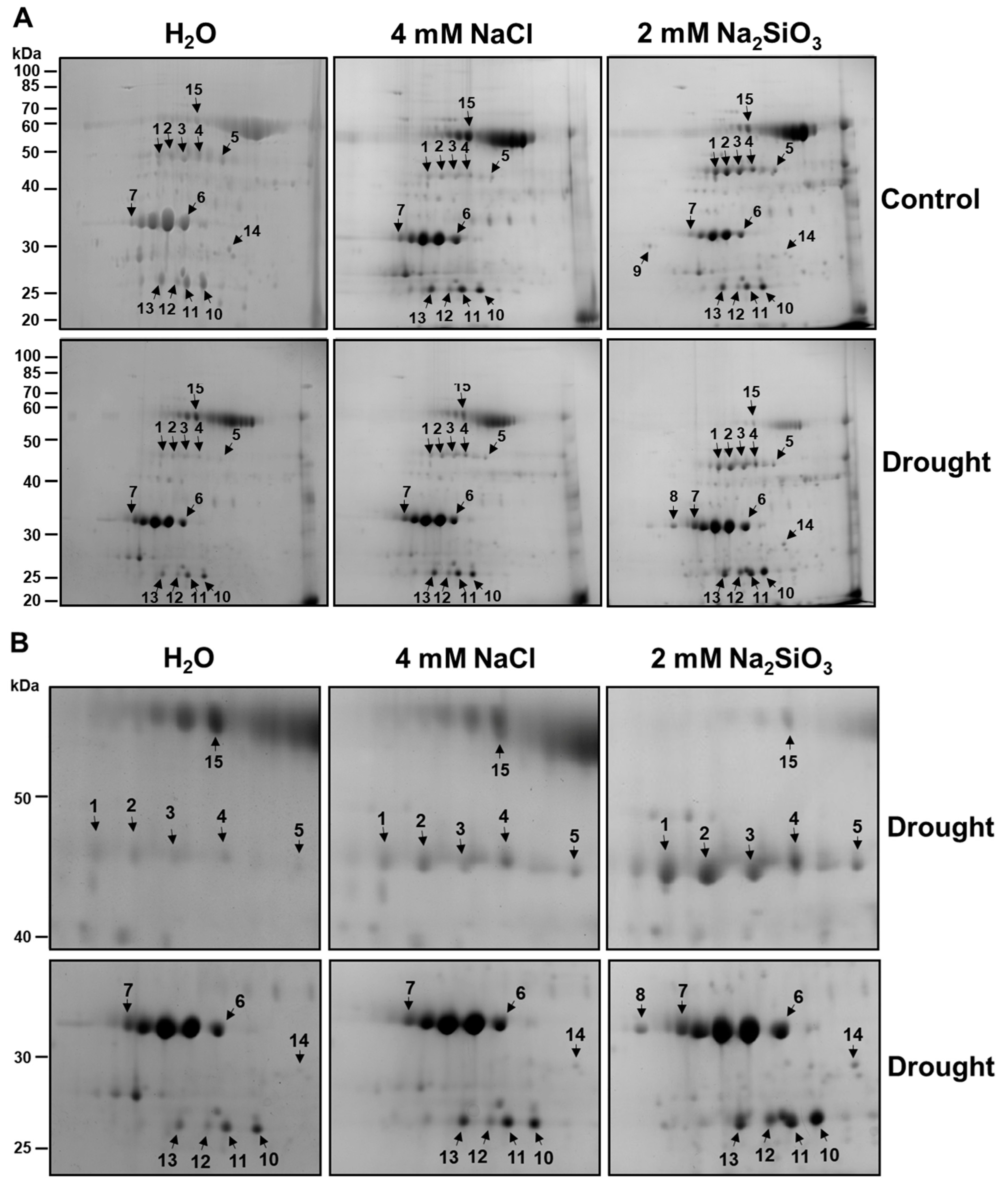 Plants 15 00497 g005