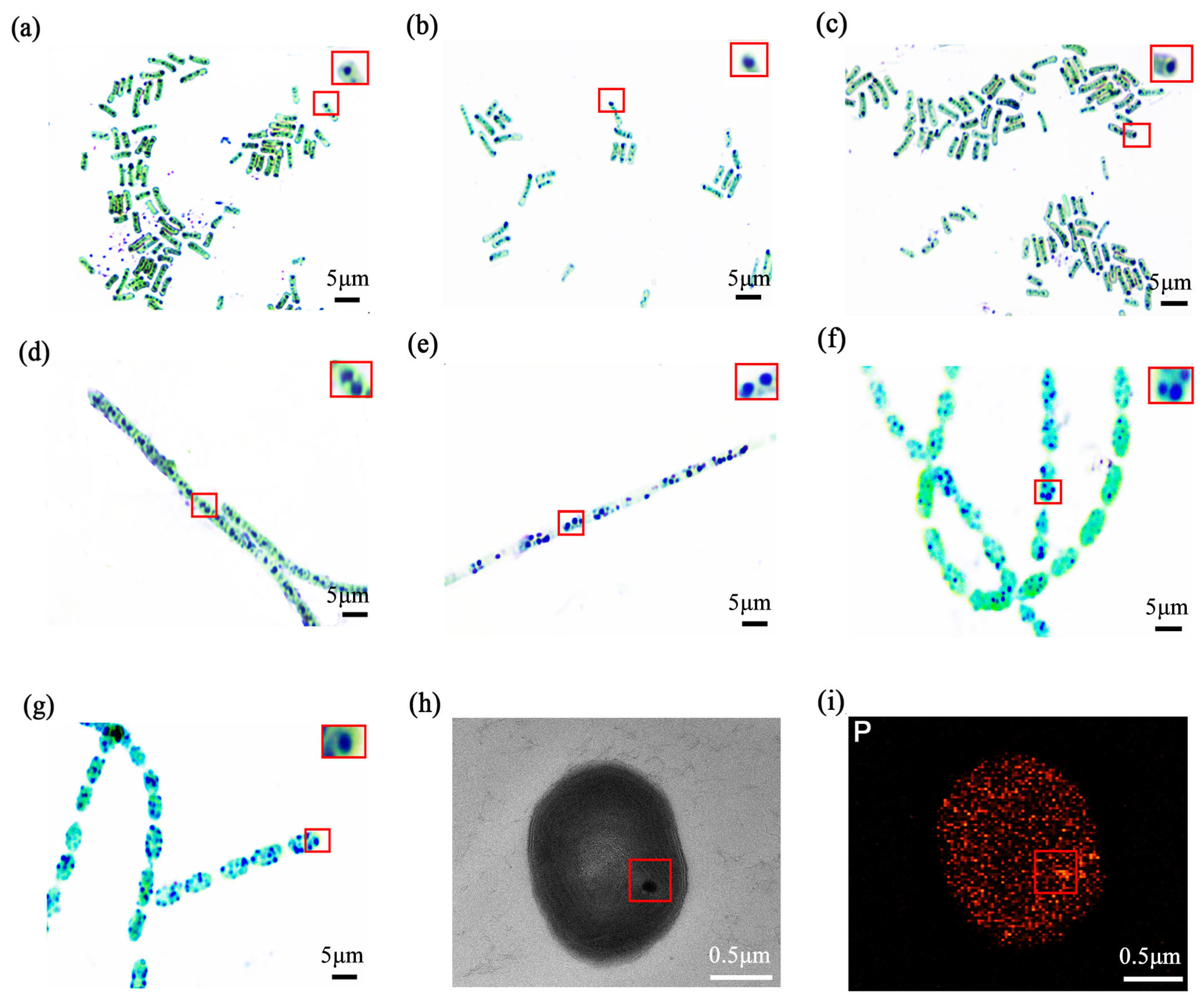 Plants 15 00499 g002