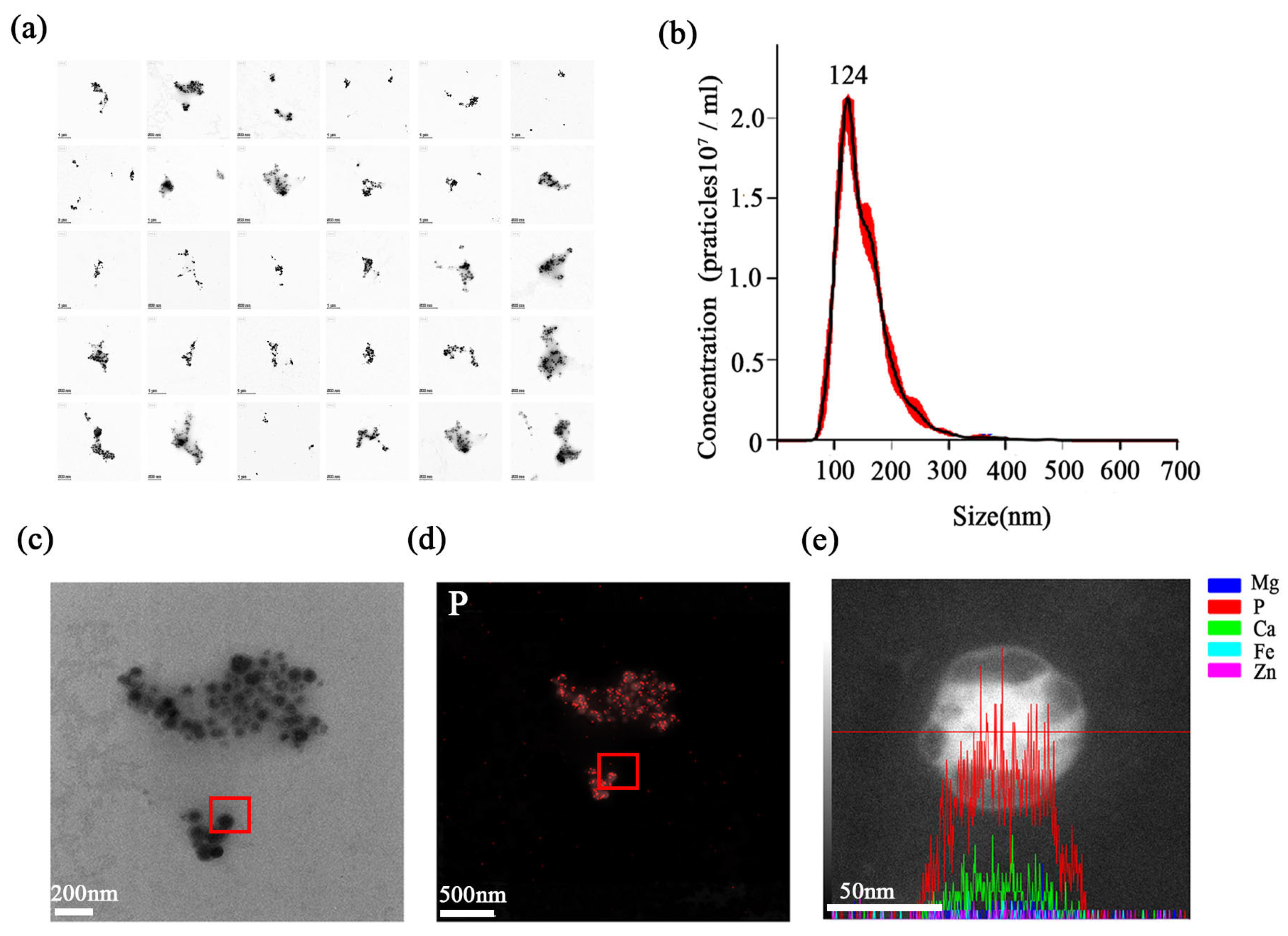 Plants 15 00499 g004