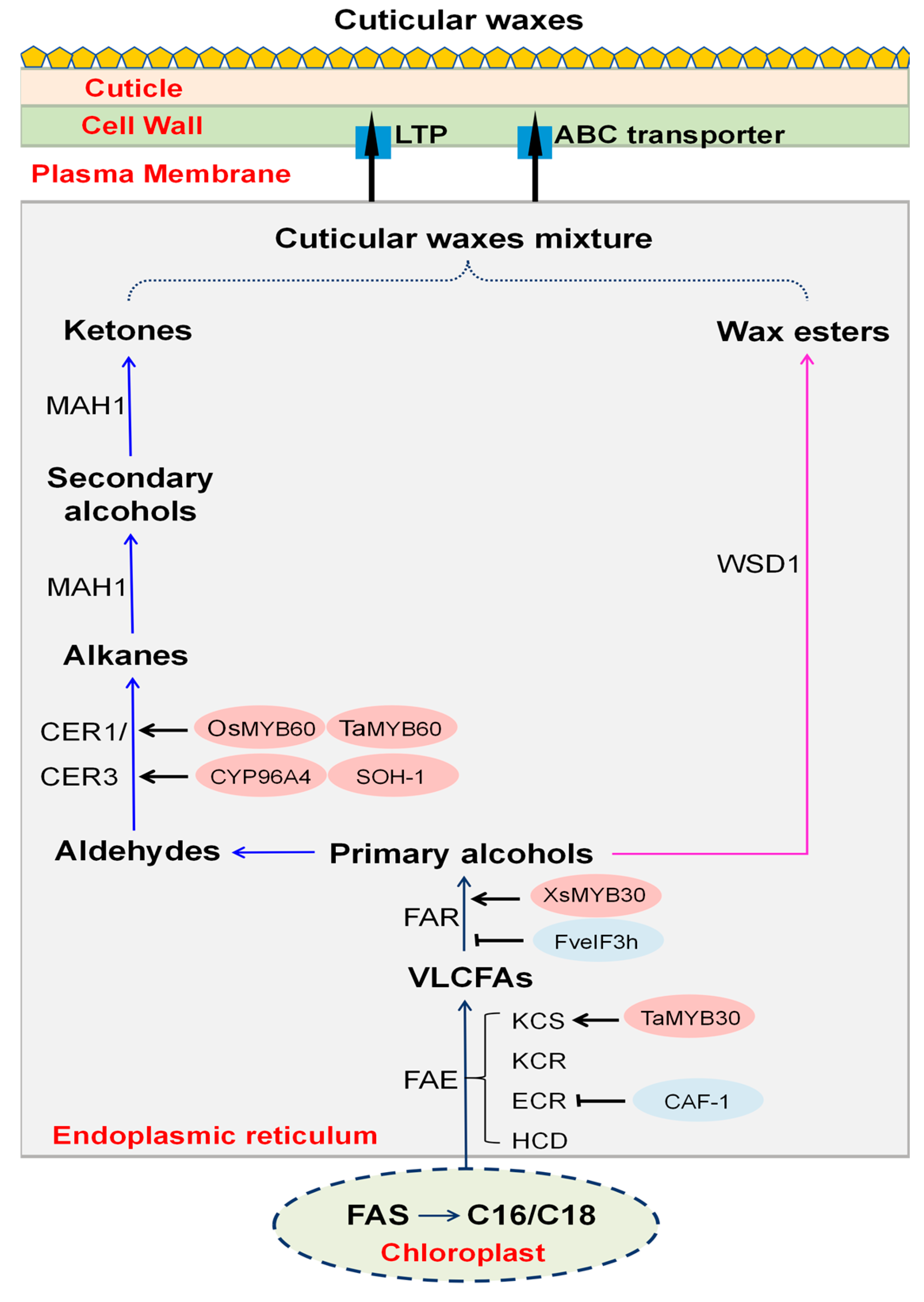 Plants 15 00554 g001