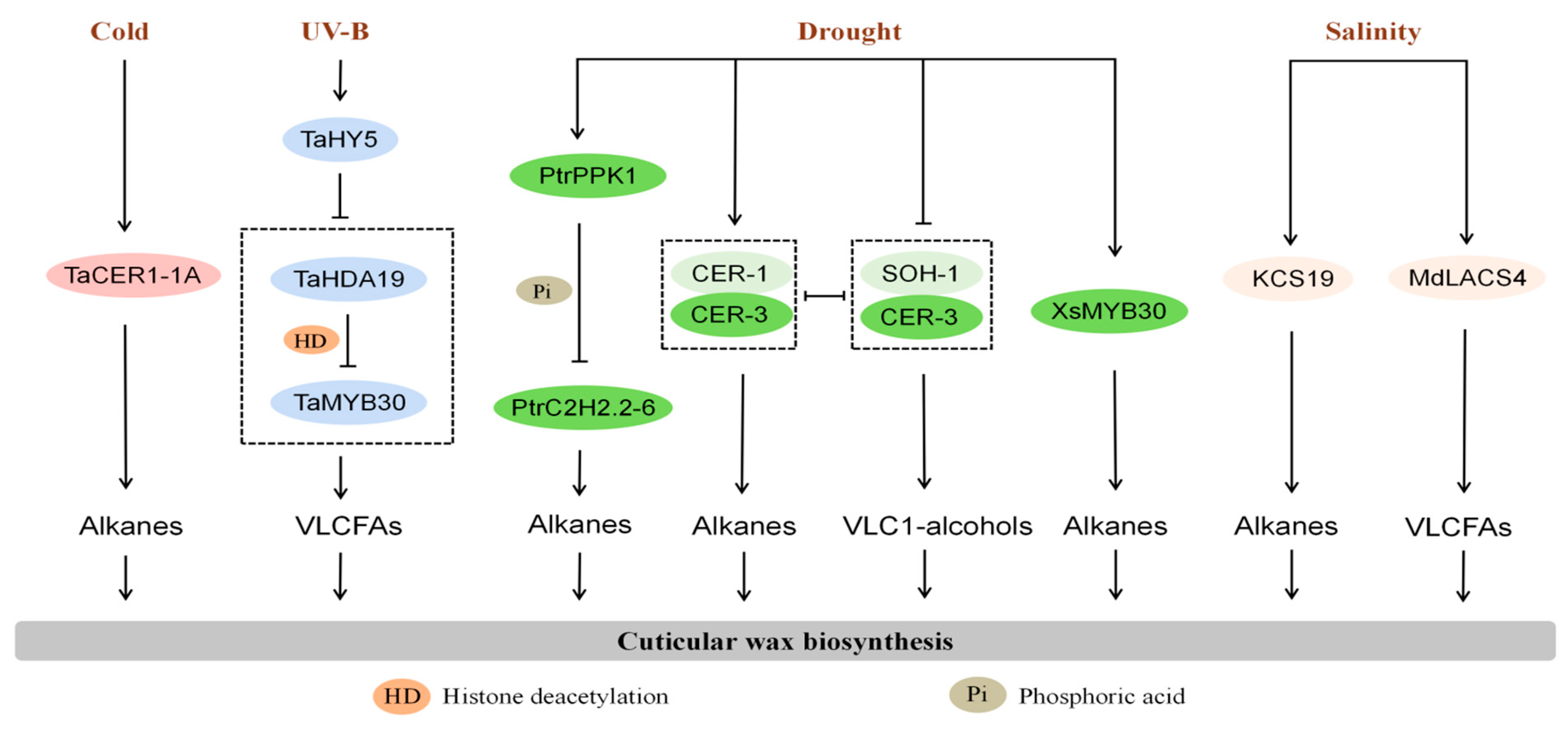 Plants 15 00554 g002