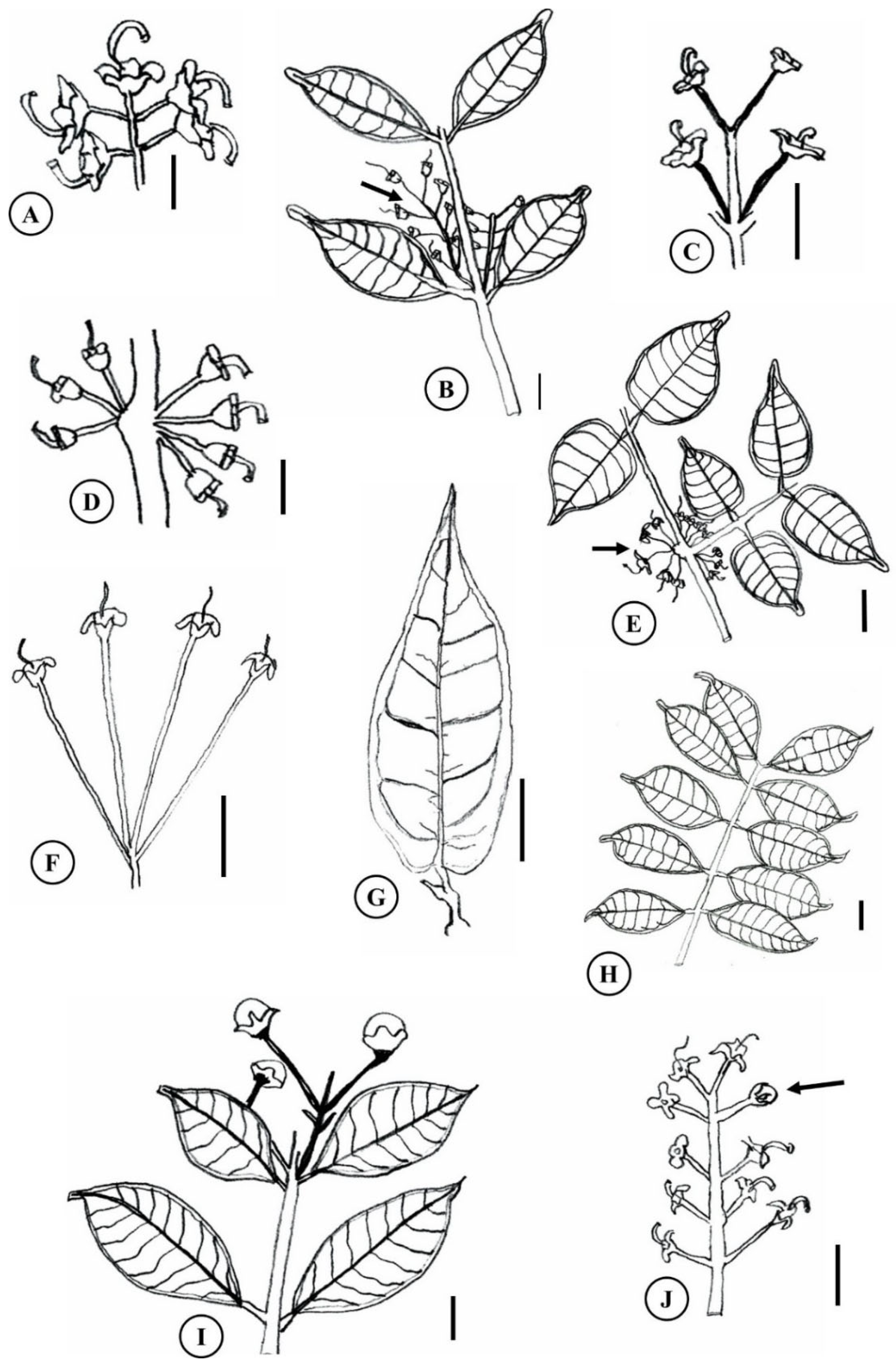 Plants 15 00646 g003