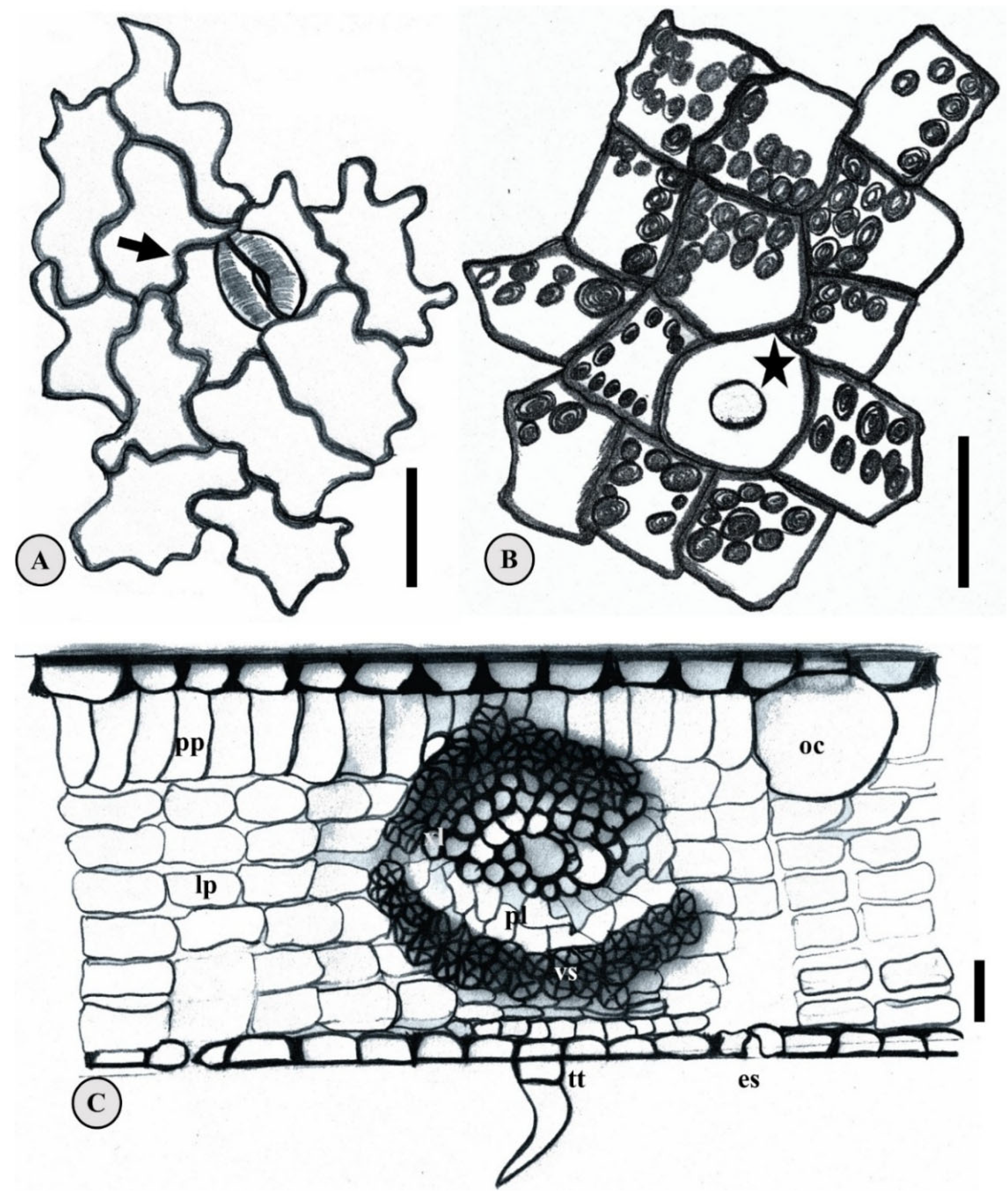 Plants 15 00646 g004