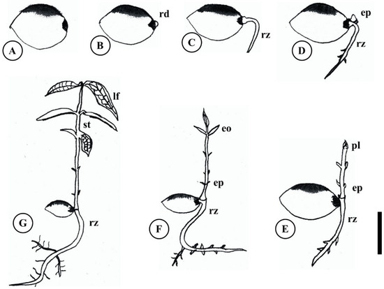 Plants 15 00646 g006