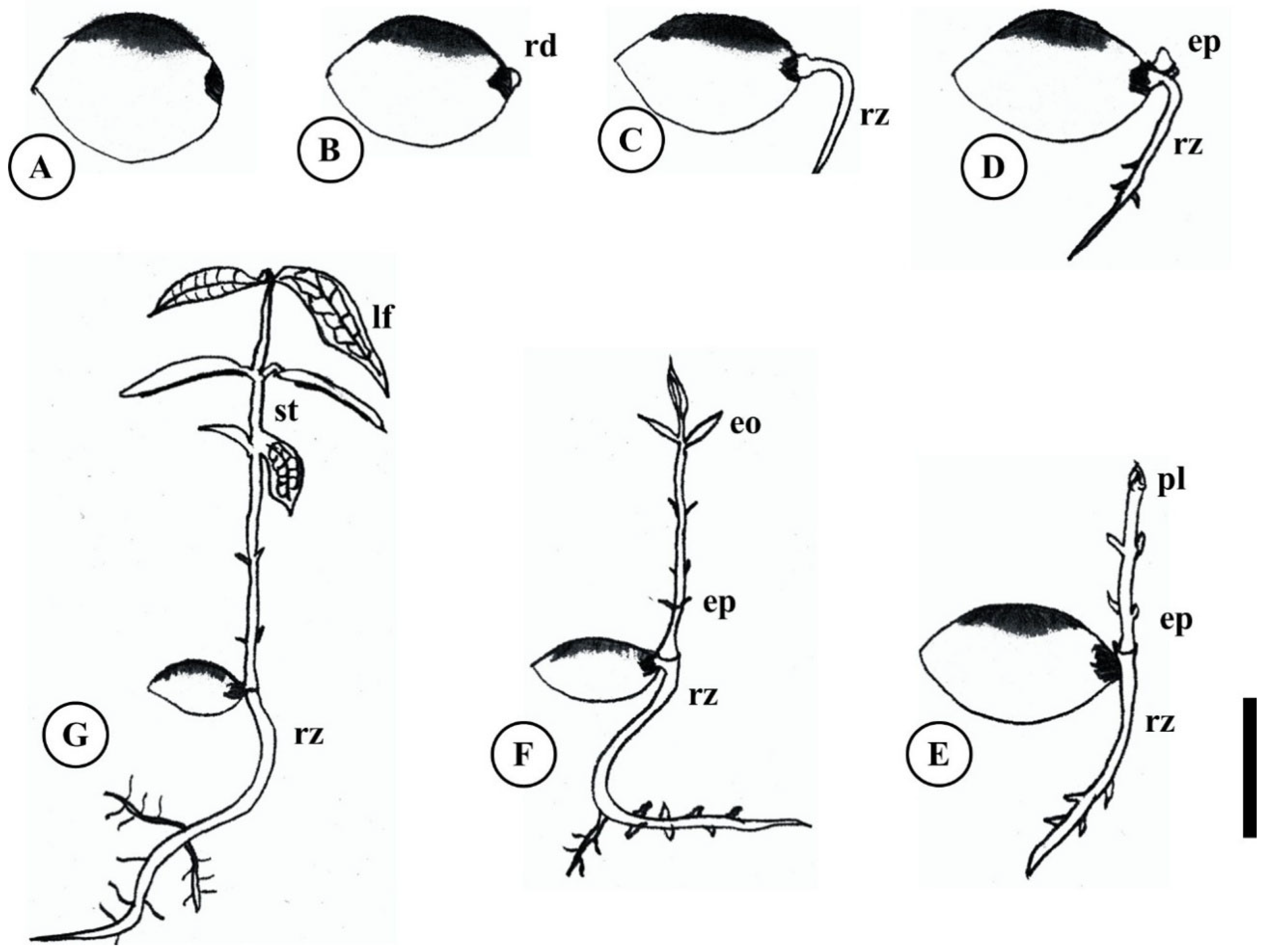 Plants 15 00646 g006