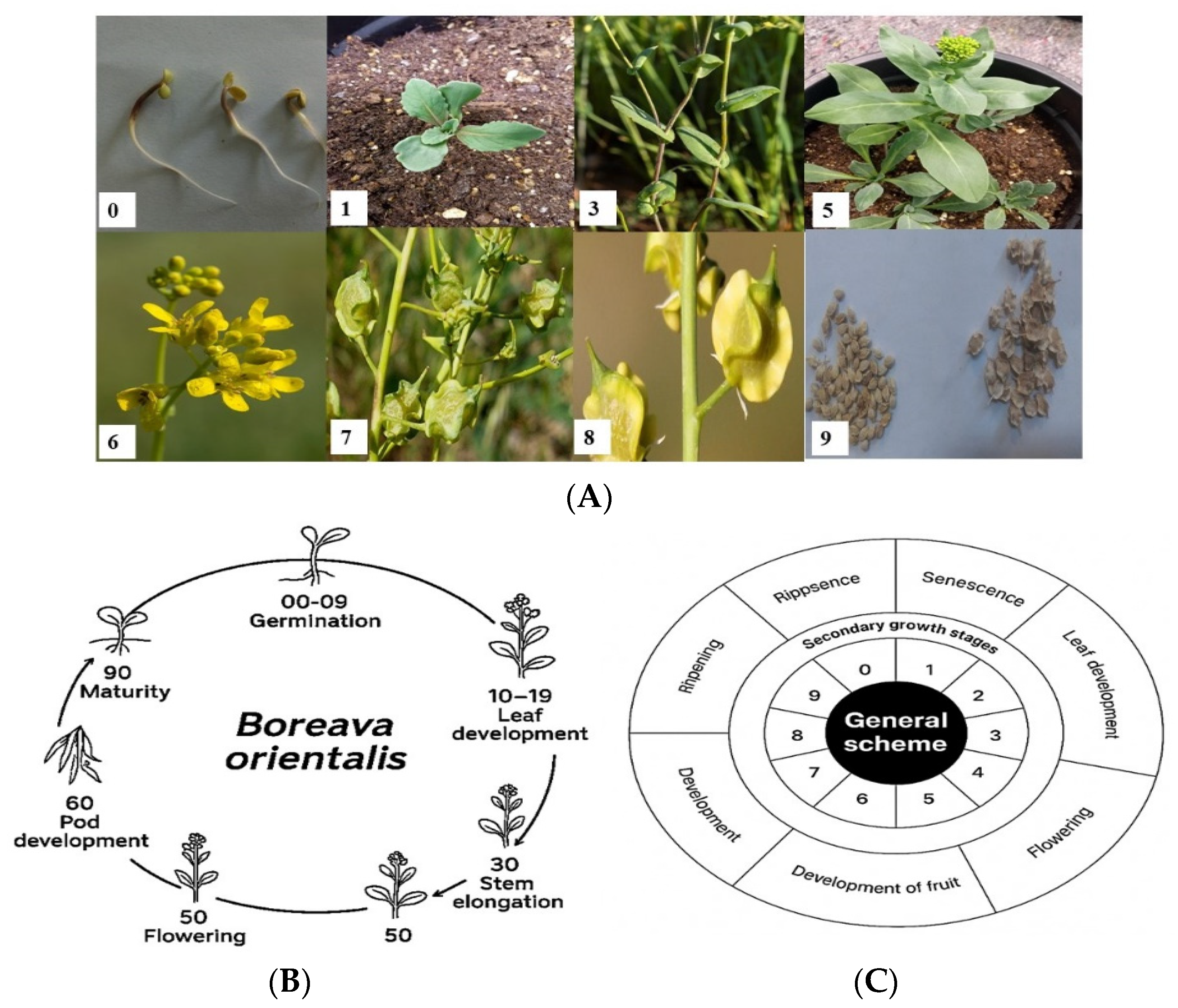 Plants 15 00700 g002 Plants 15 00700 g002