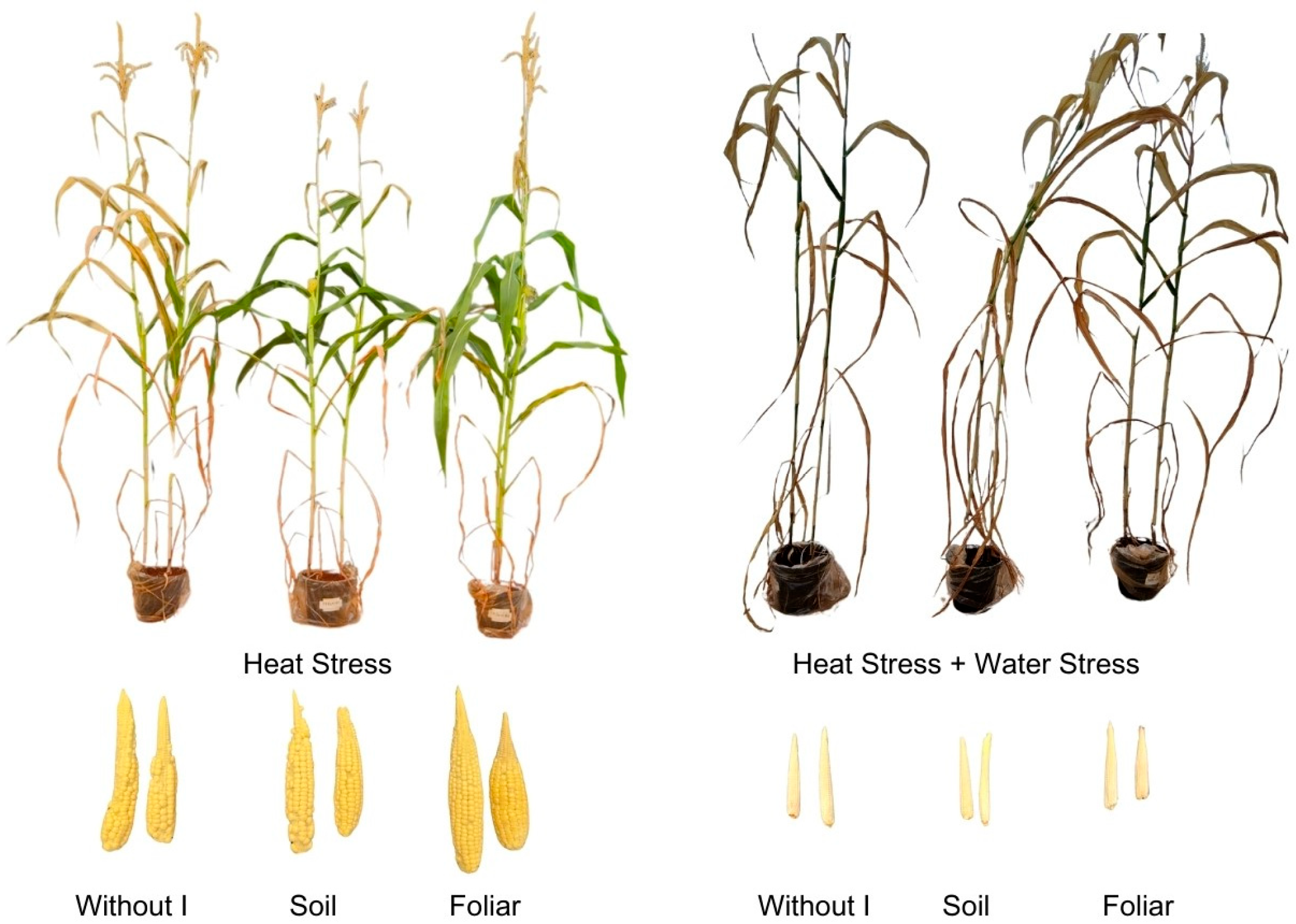 Plants 15 00712 g001 Plants 15 00712 g001