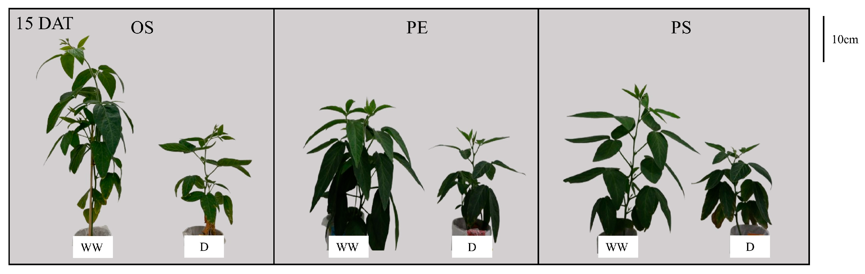 Plants 15 00714 g003 Plants 15 00714 g003
