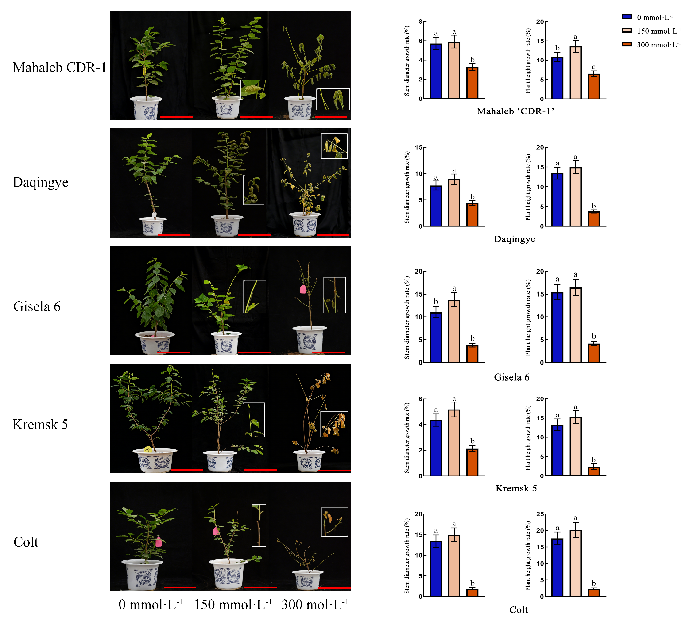 Plants 15 00737 g001 Plants 15 00737 g001