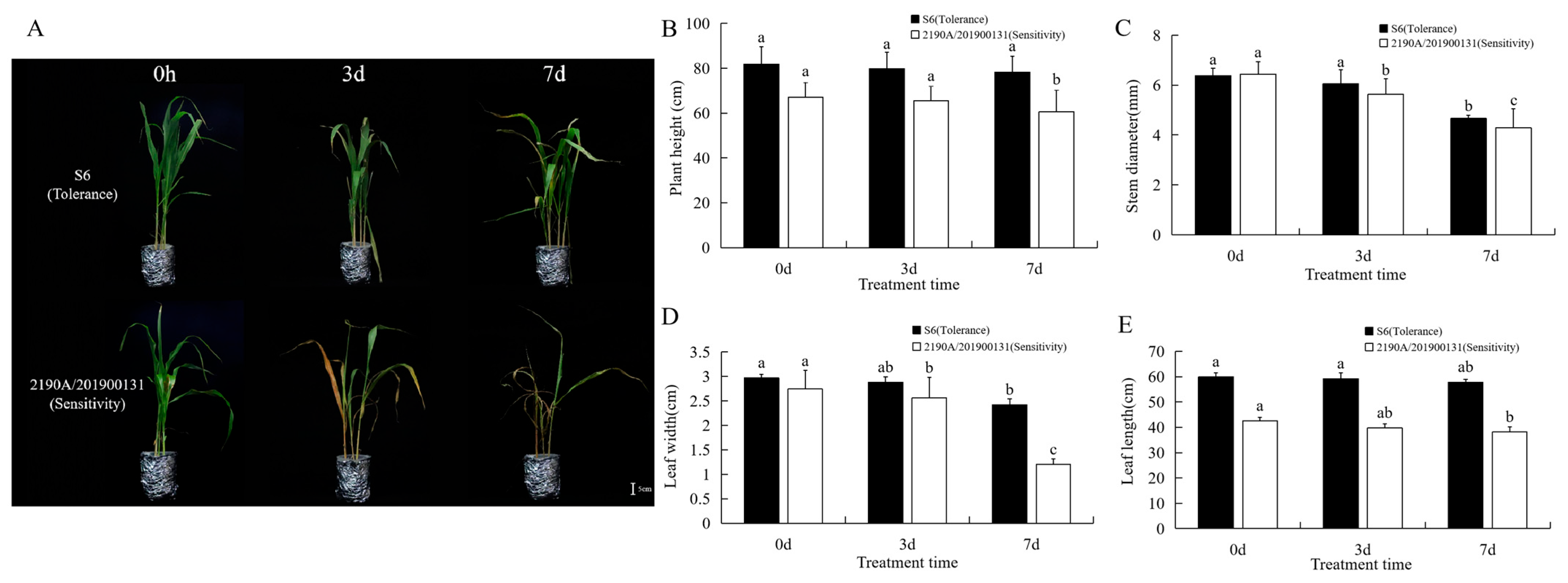 Plants 15 00950 g001 Plants 15 00950 g001