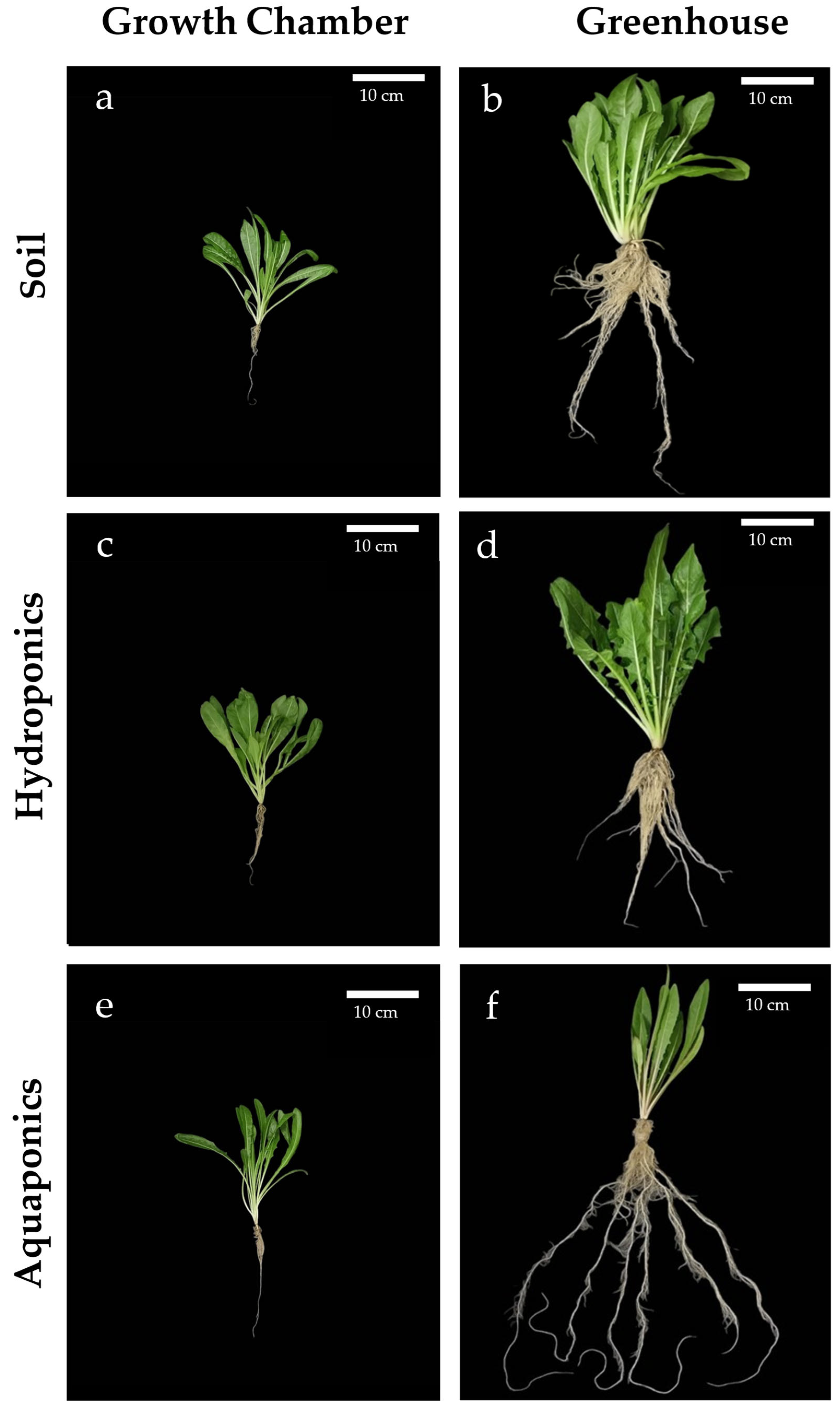 Plants 15 00974 g001 Plants 15 00974 g001