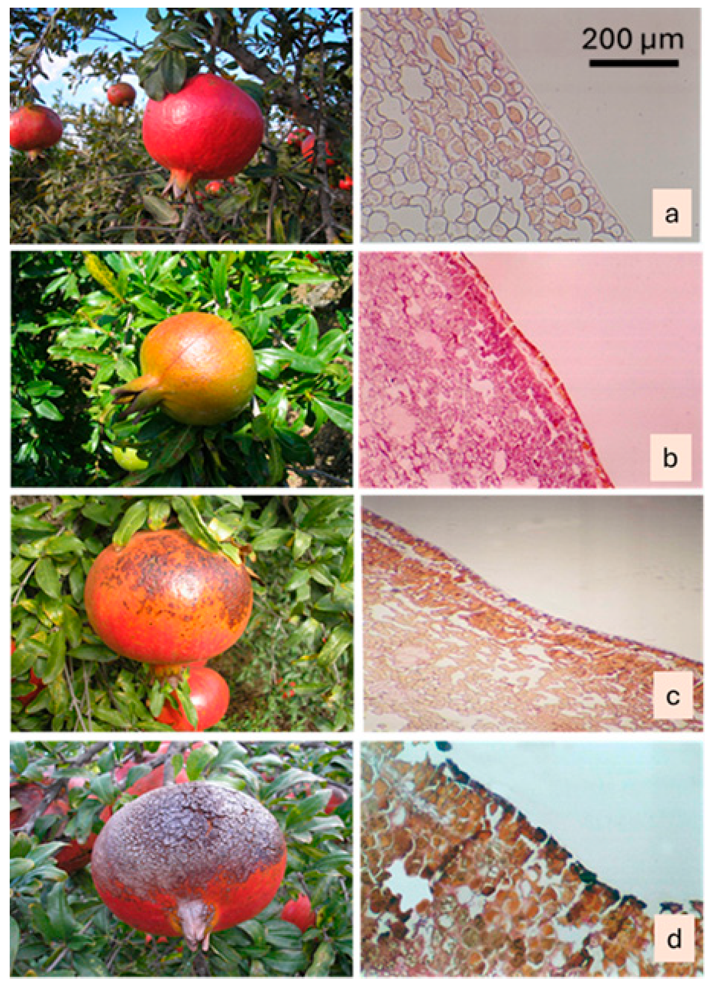 Plants 15 00987 g006 Plants 15 00987 g006