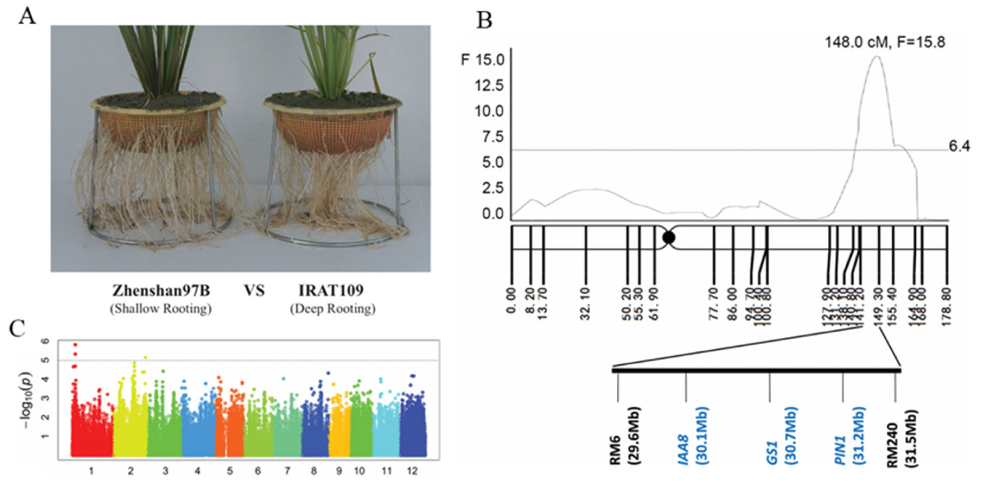 Plants 15 01048 g001 Plants 15 01048 g001