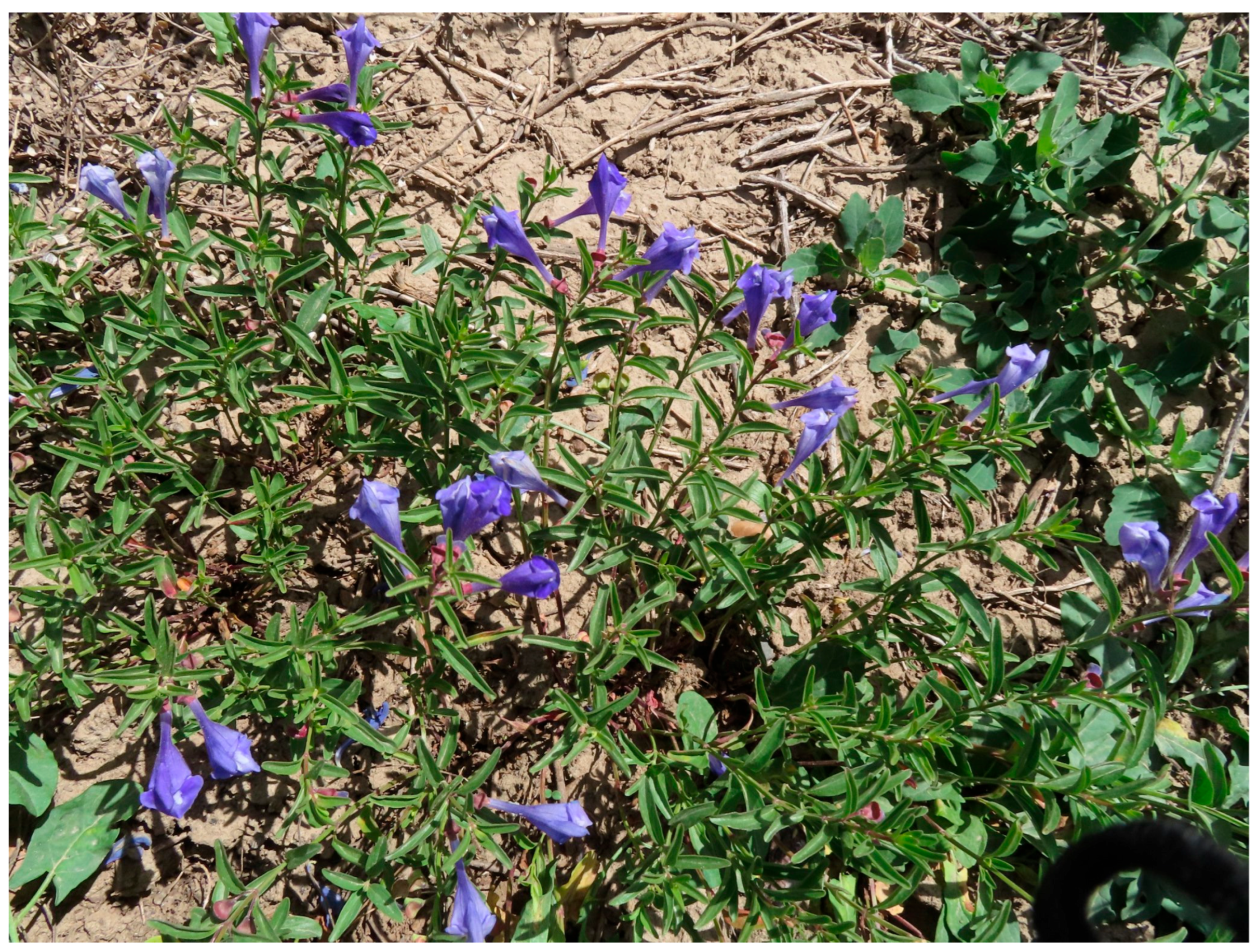 Plants 15 01075 g001 Plants 15 01075 g001