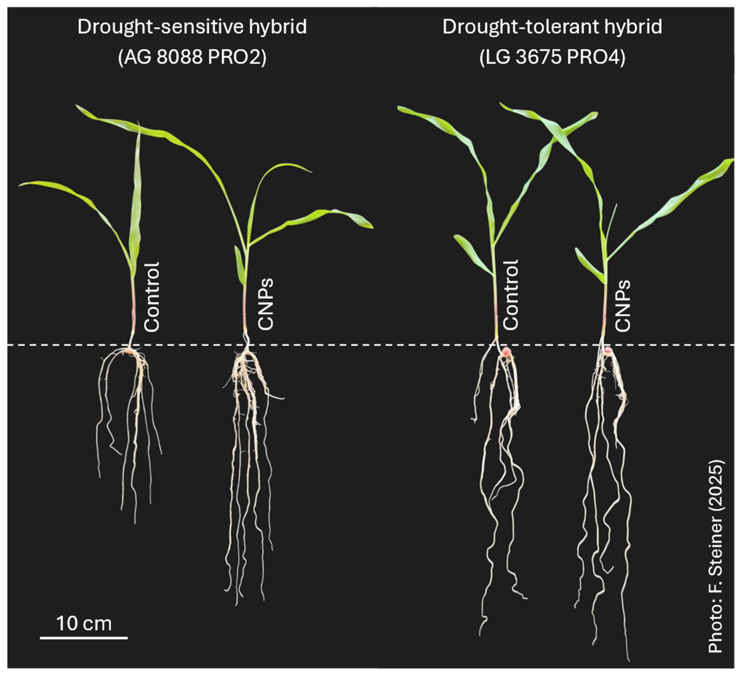 Plants 15 01185 g005
