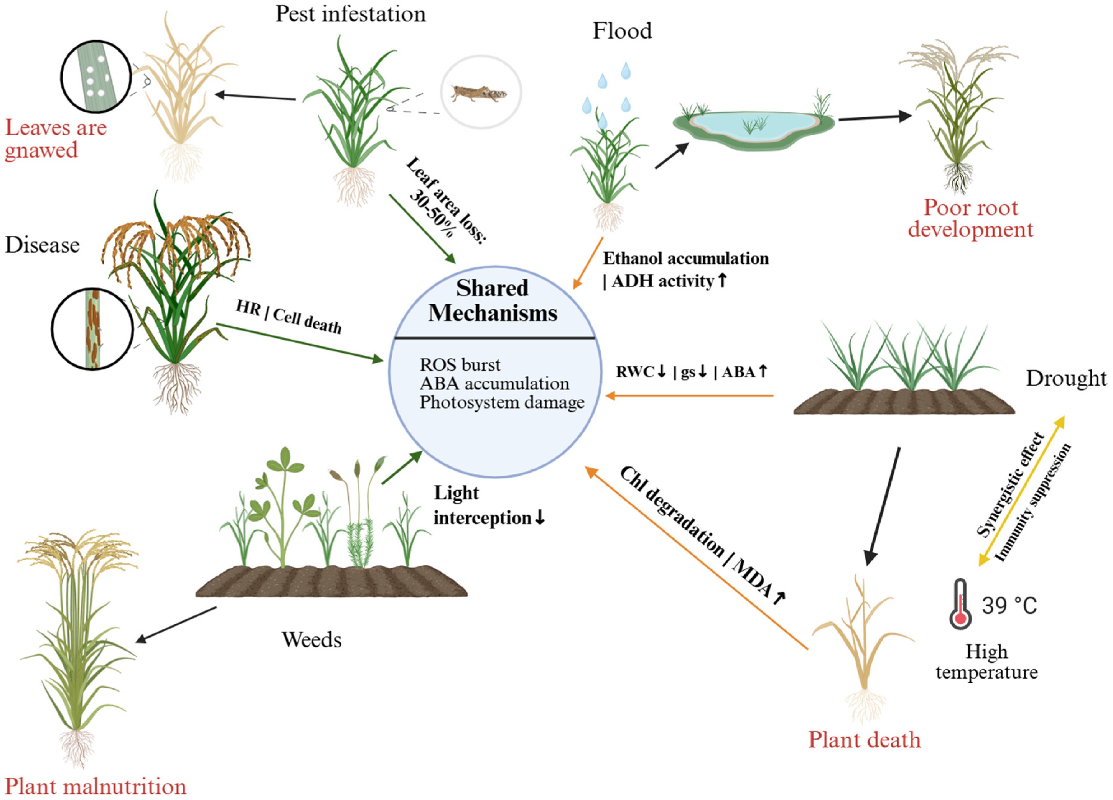 Plants 15 01476 g003 Plants 15 01476 g003