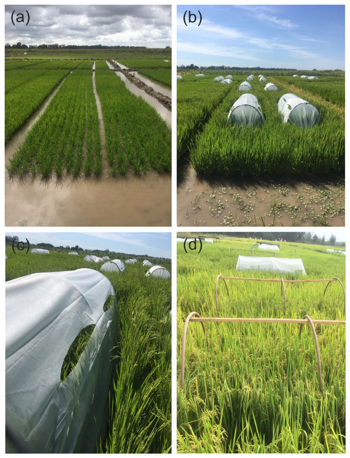 Plants 15 01657 g001 Plants 15 01657 g001