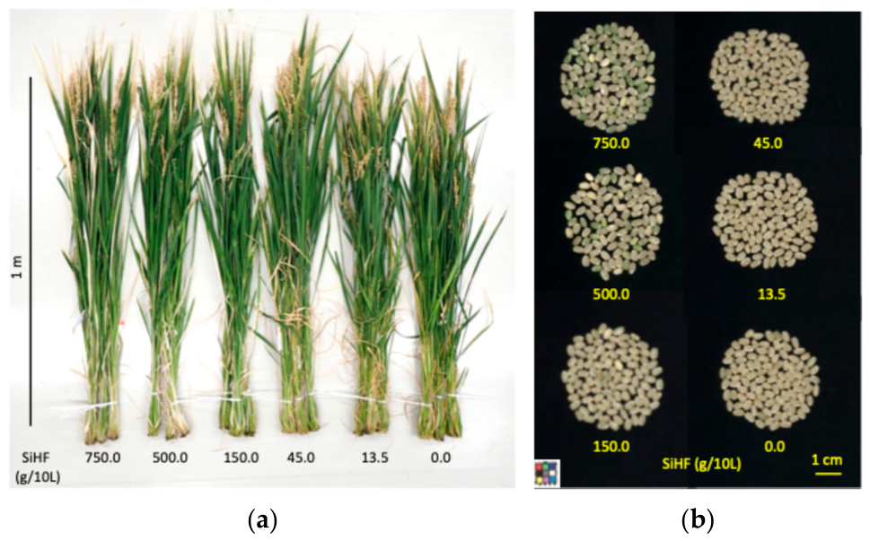 Plants 15 01775 g002 Plants 15 01775 g002
