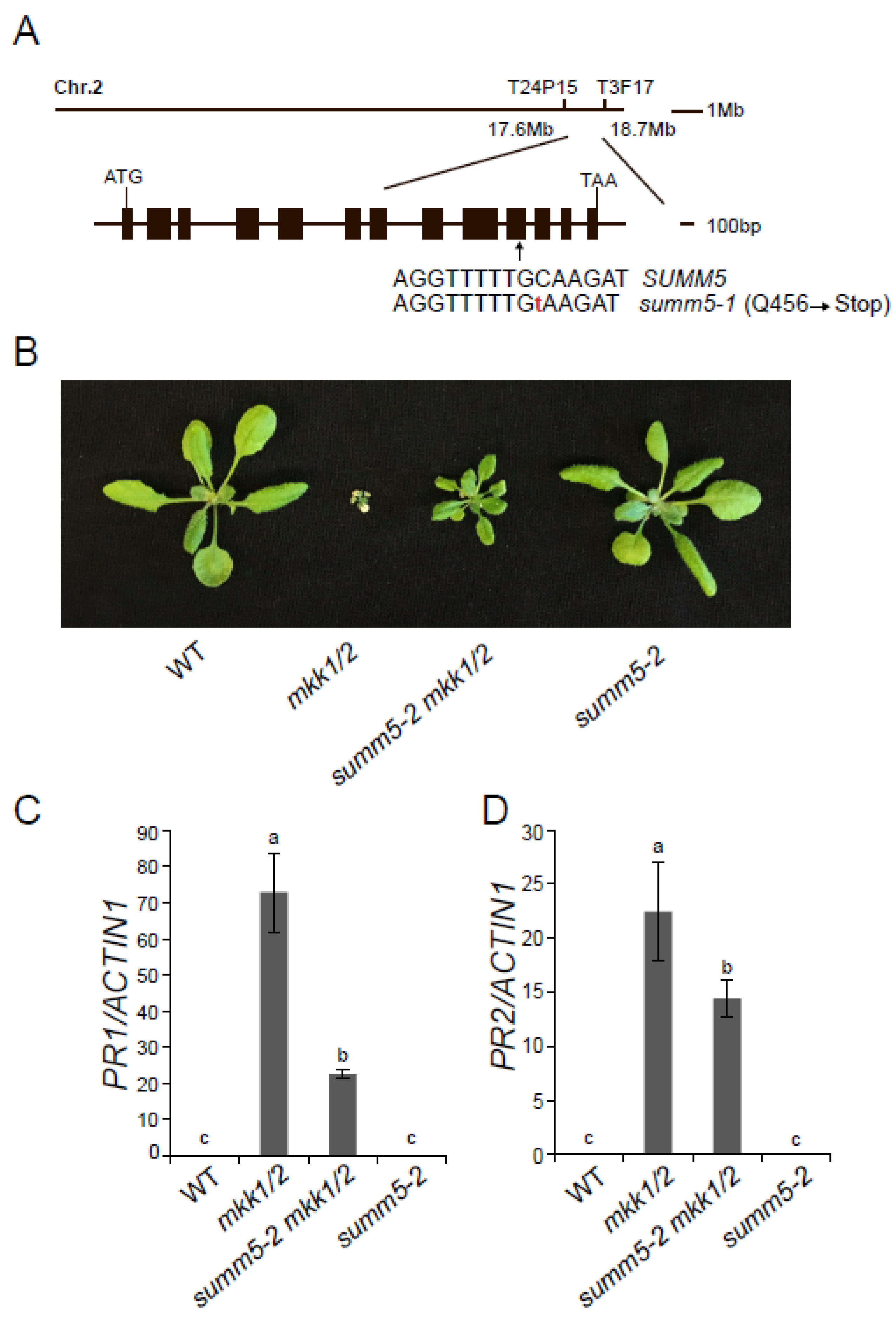 Plants 15 01875 g002 Plants 15 01875 g002