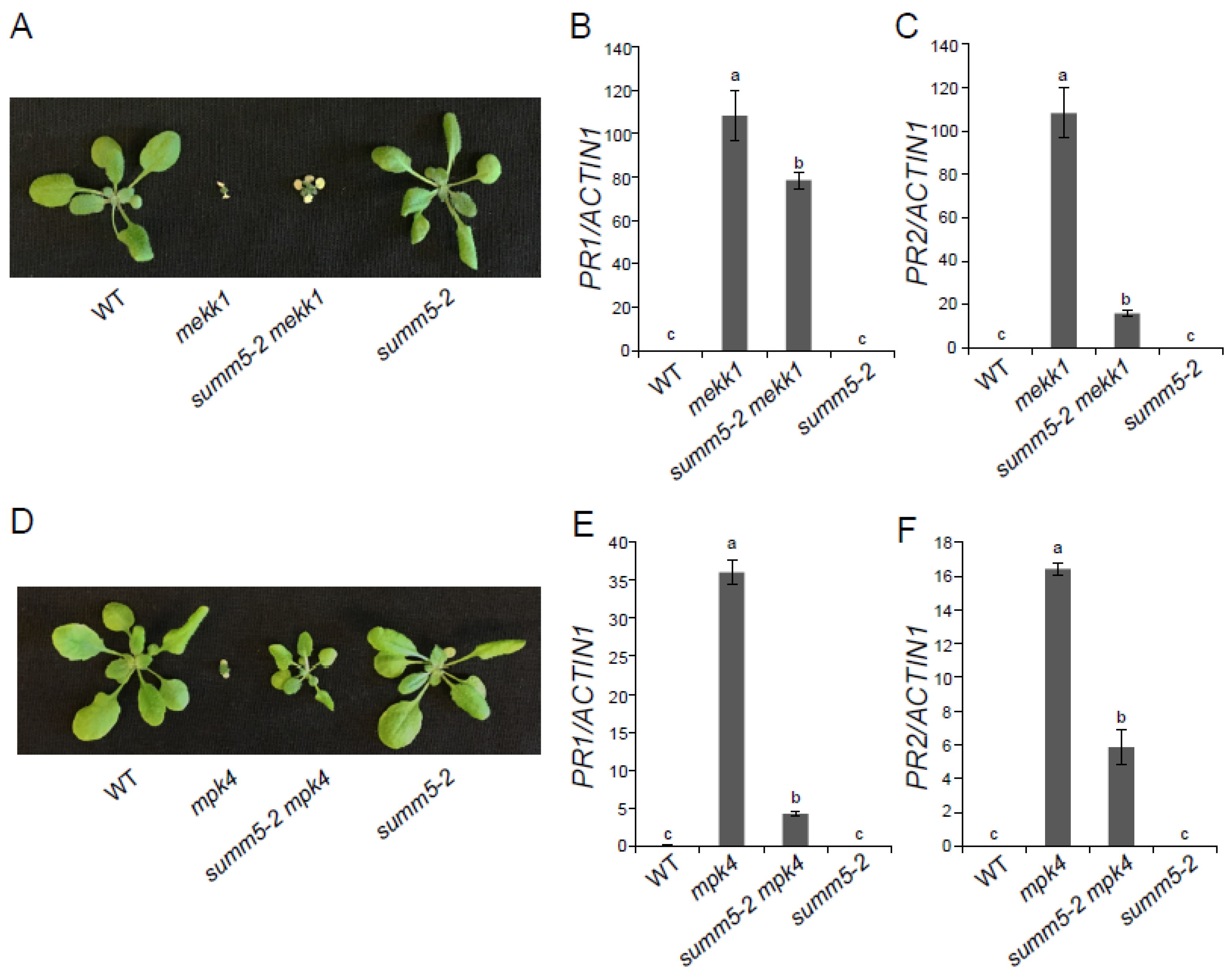 Plants 15 01875 g003 Plants 15 01875 g003